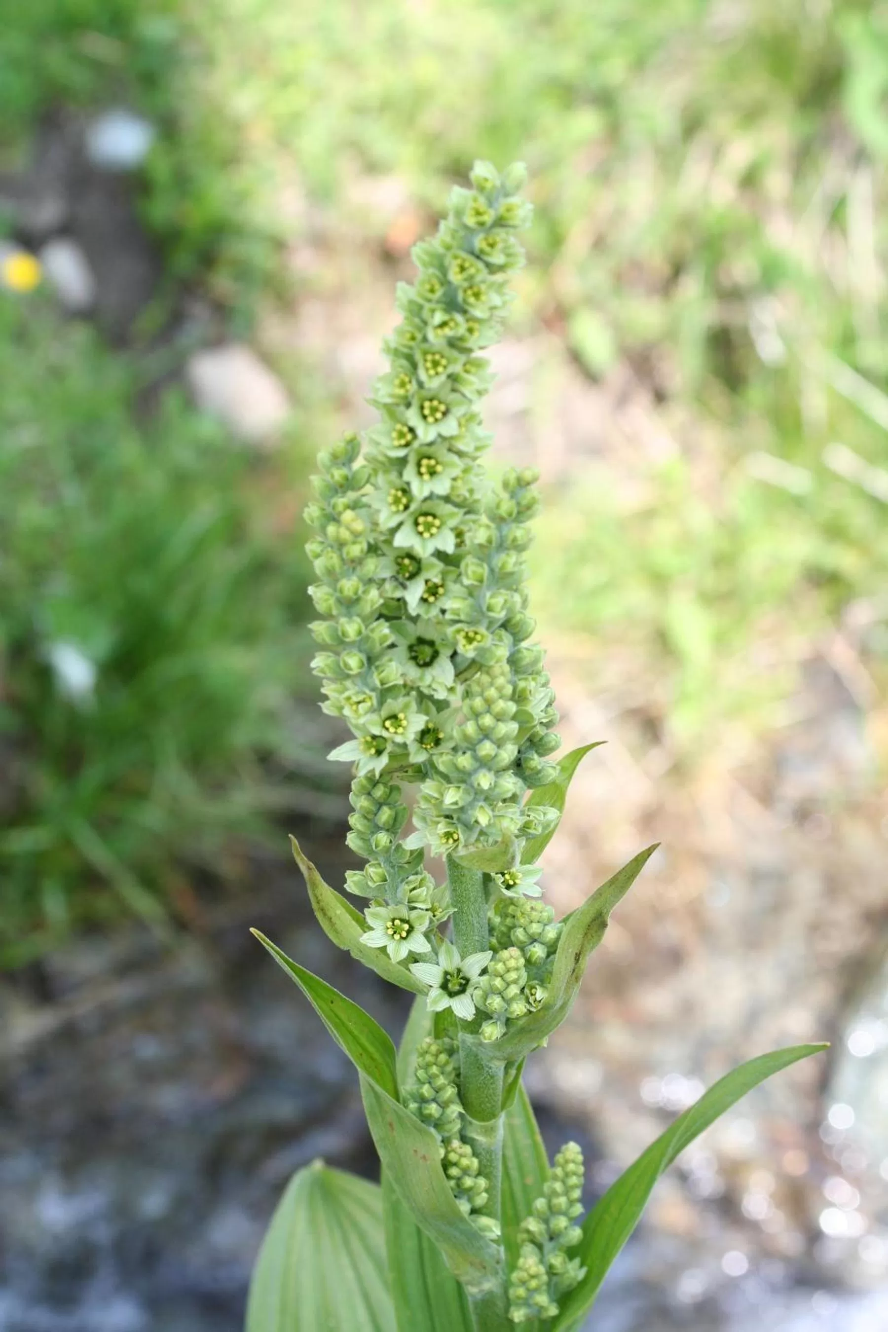 Summer in BnB Claudy et Elizabeth Michellod-Dutheil