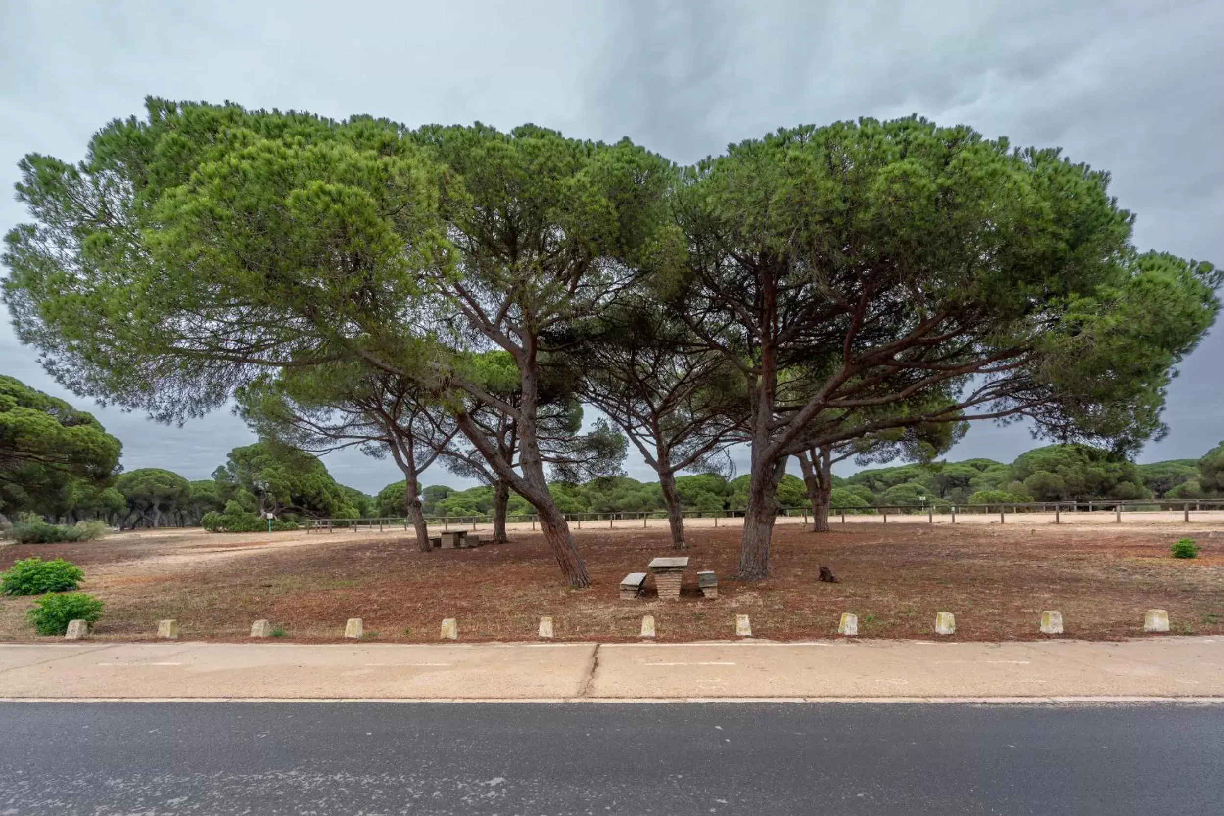 Natural landscape in Parador de Mazagón