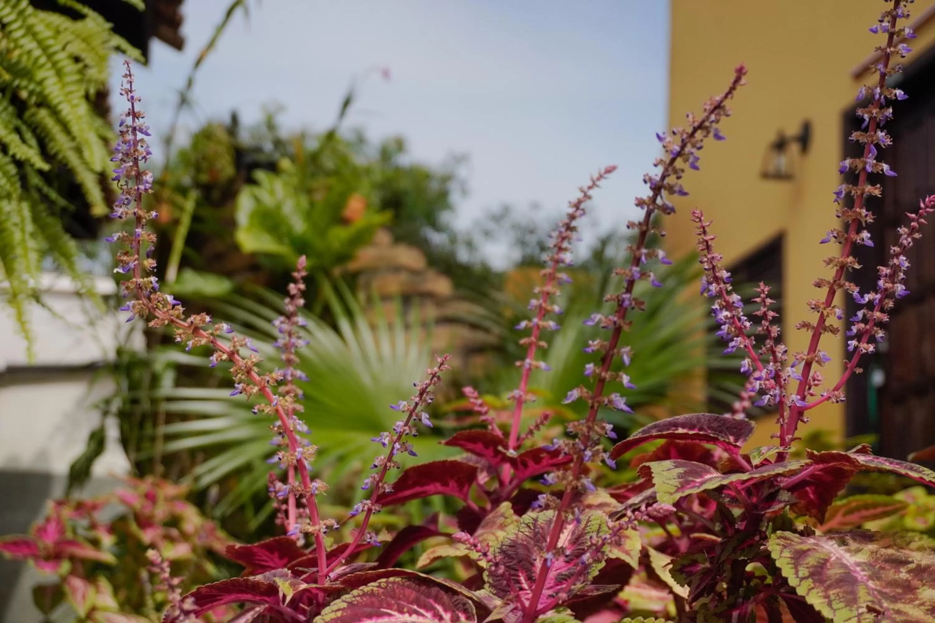 Garden in Pousada Dunasol Floripa