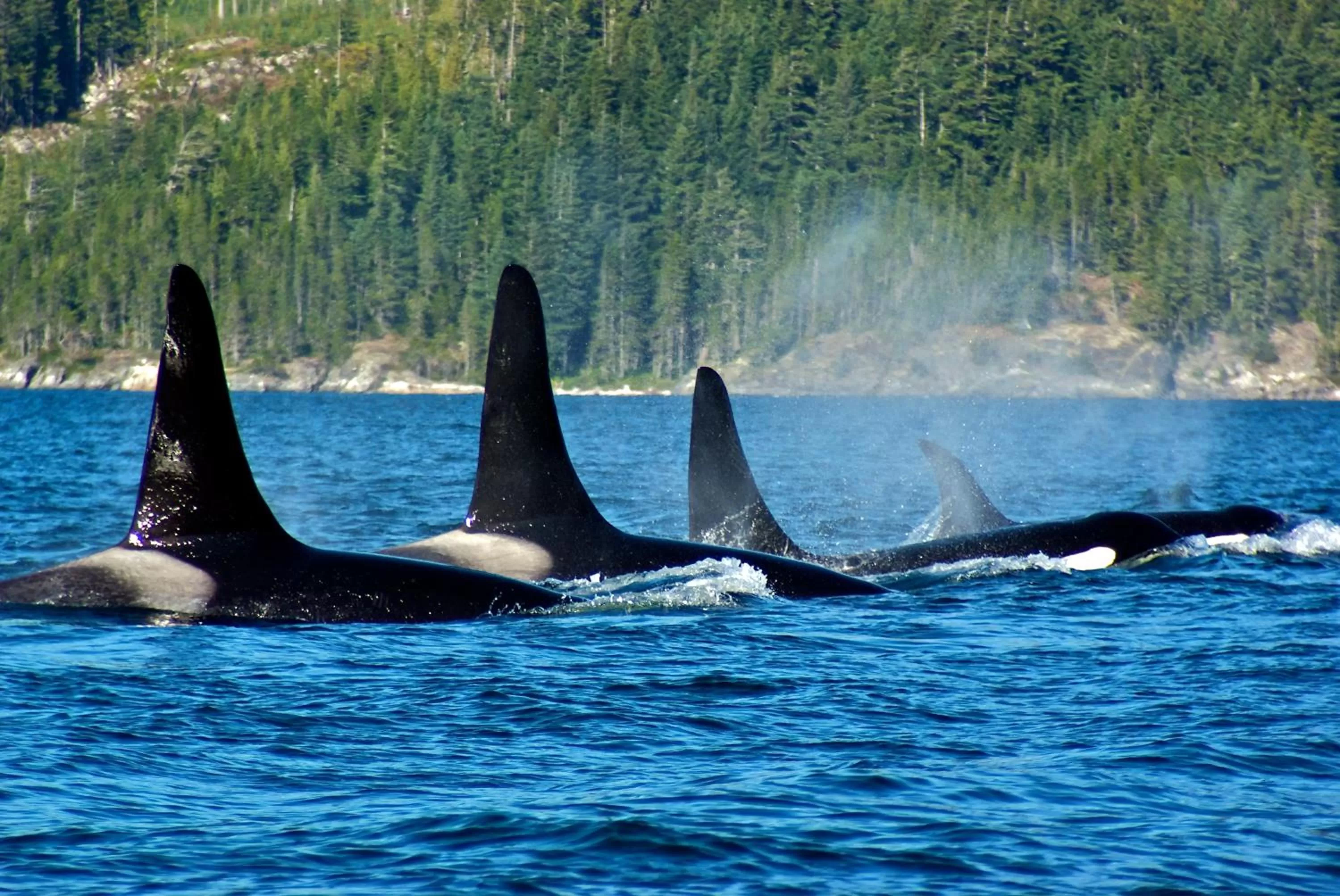 Activities in Painter's Lodge, Trademark Collection by Wyndham