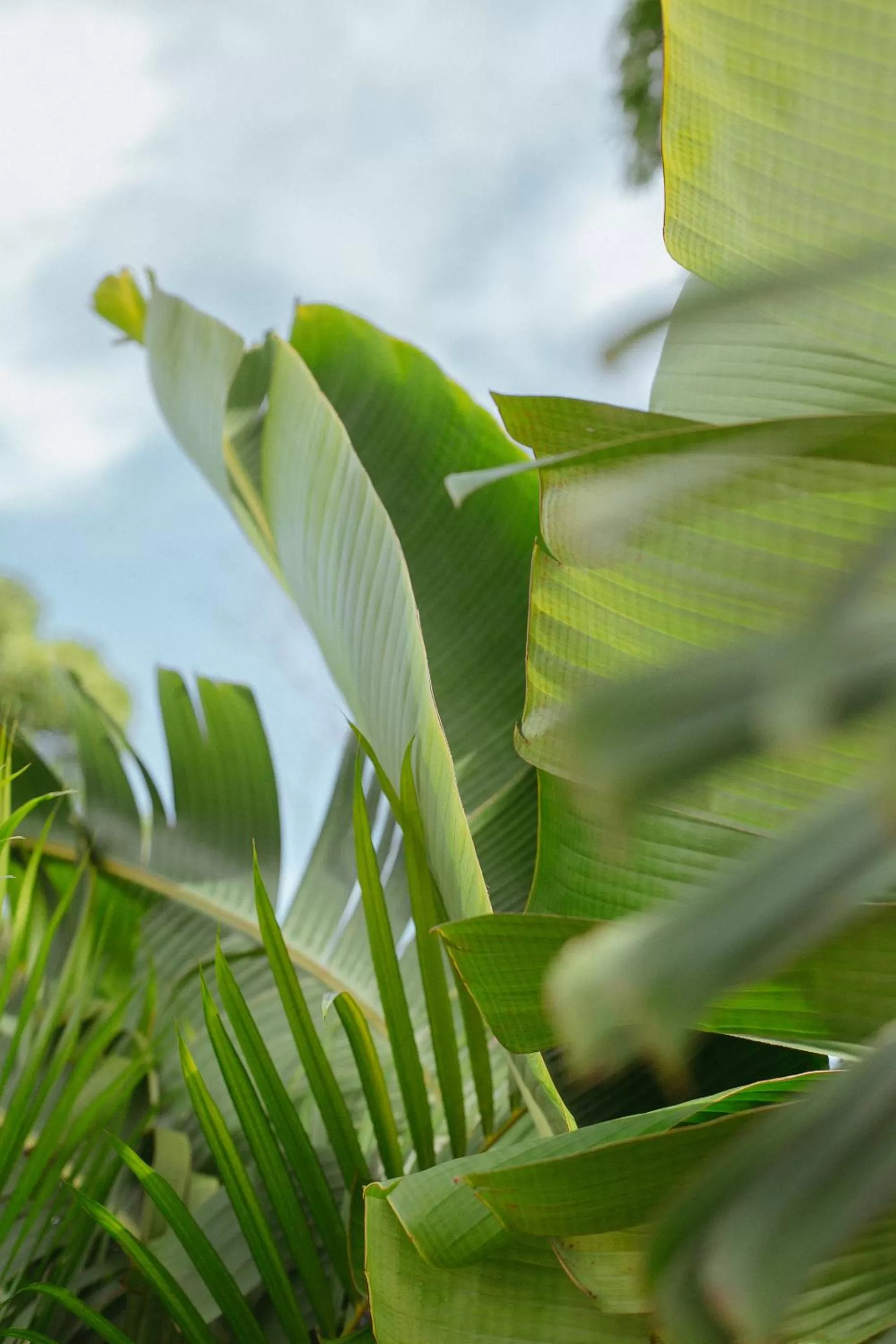 Natural landscape in Era Hotel & Spa Tulum