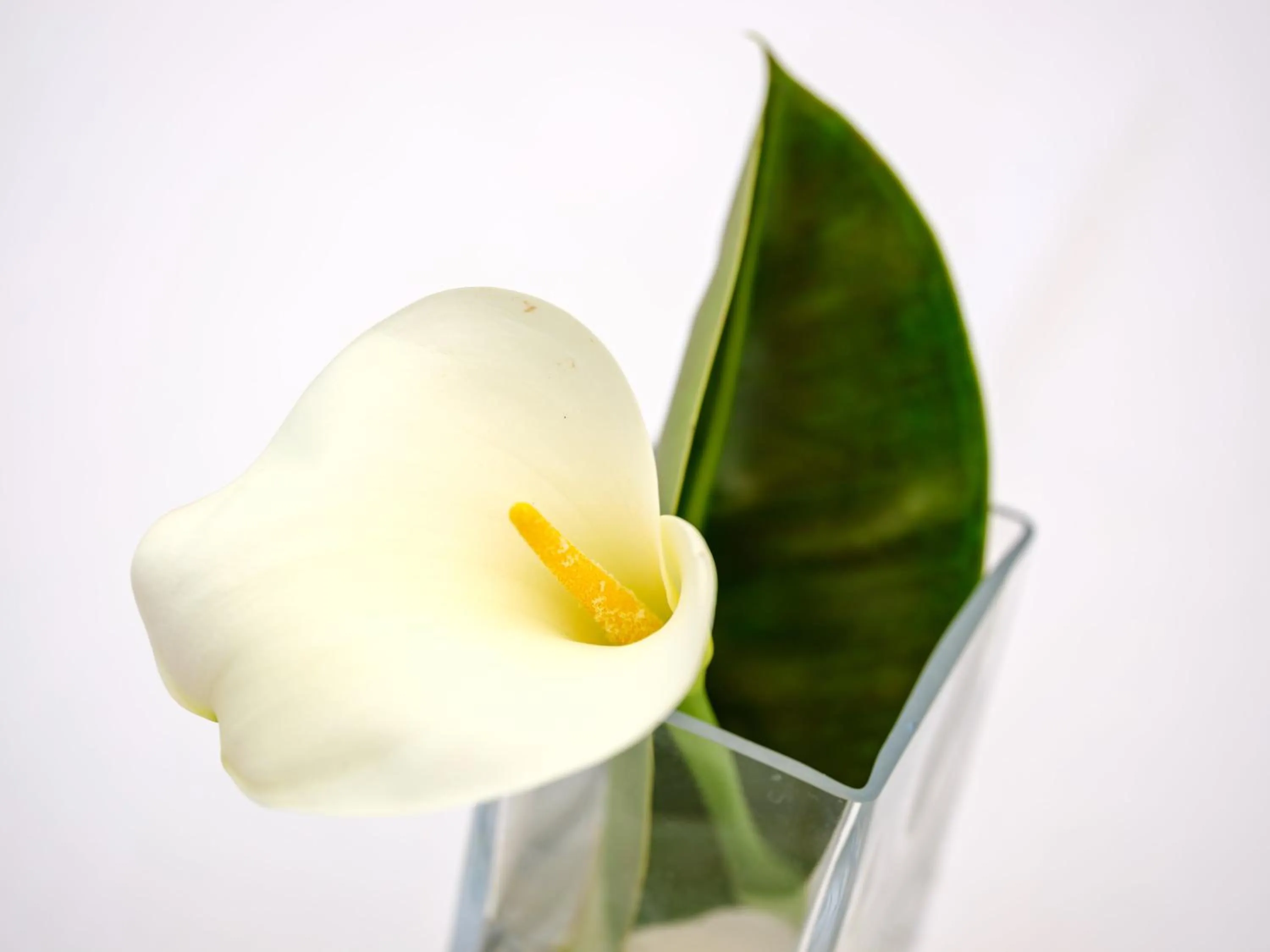 Garden in Hotel Ciutat Jardi