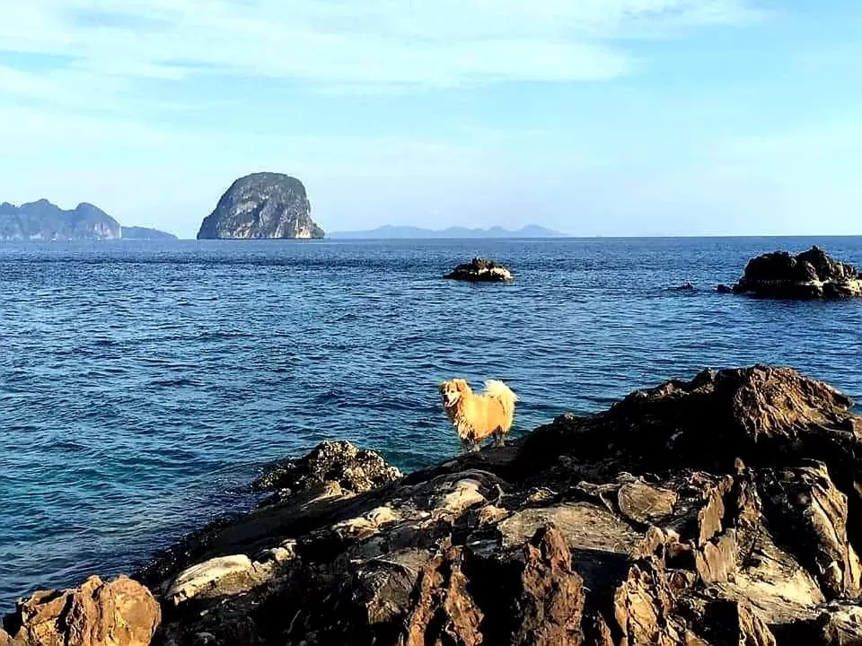 Animals in Thanya Beach Resort - SHA Plus