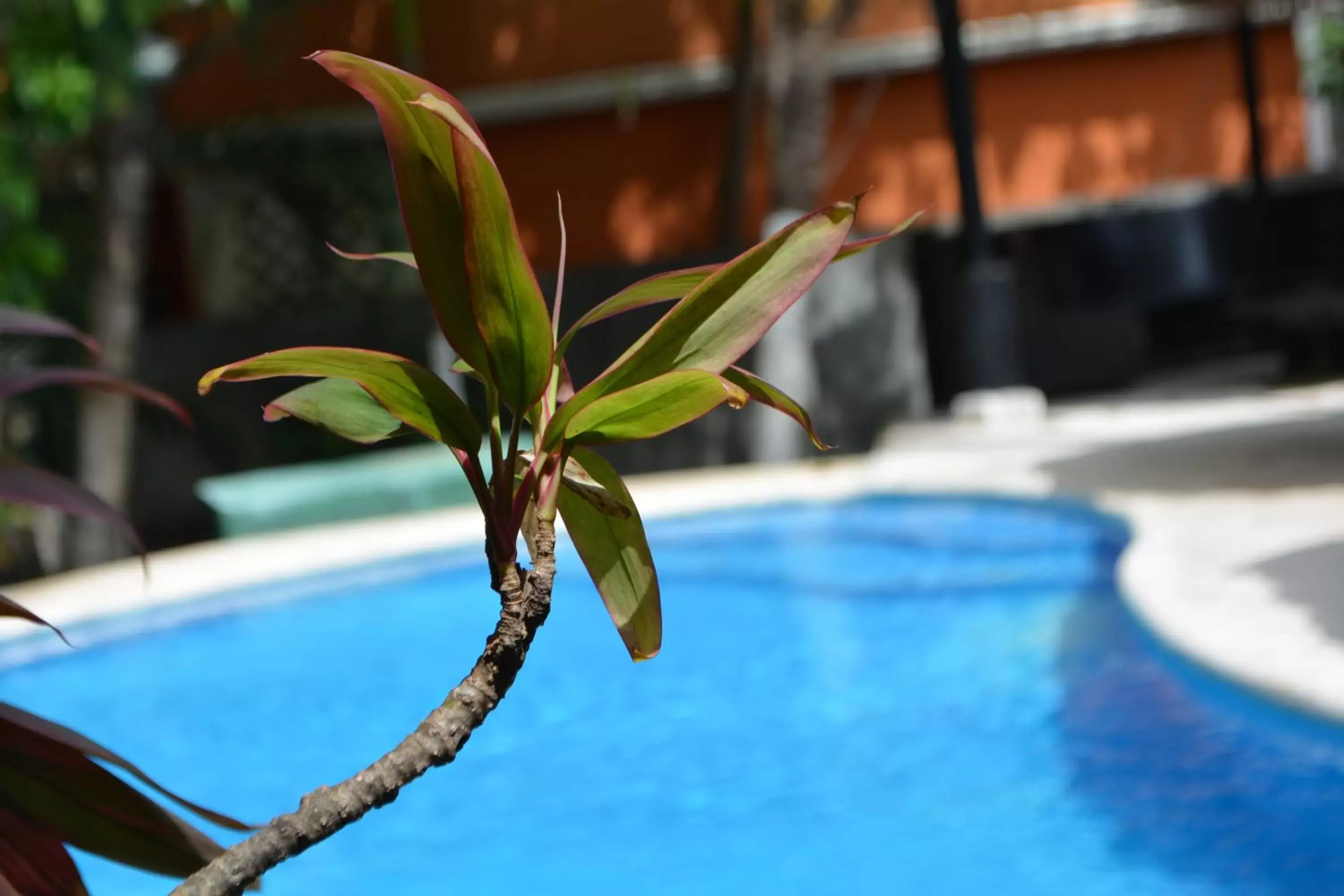 Swimming Pool in "5TH AVENUE" Beach Energy Hotel "by BFH"