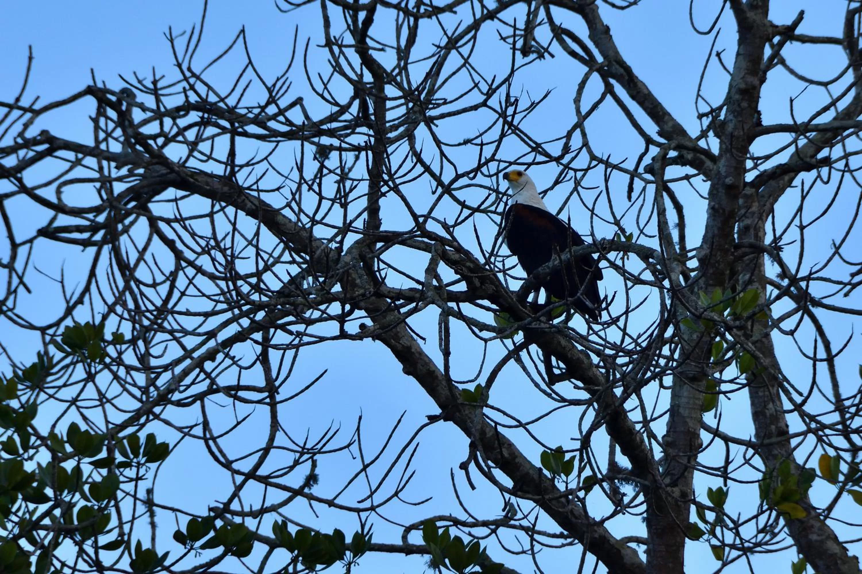 Animals in Bahari Pori Resort