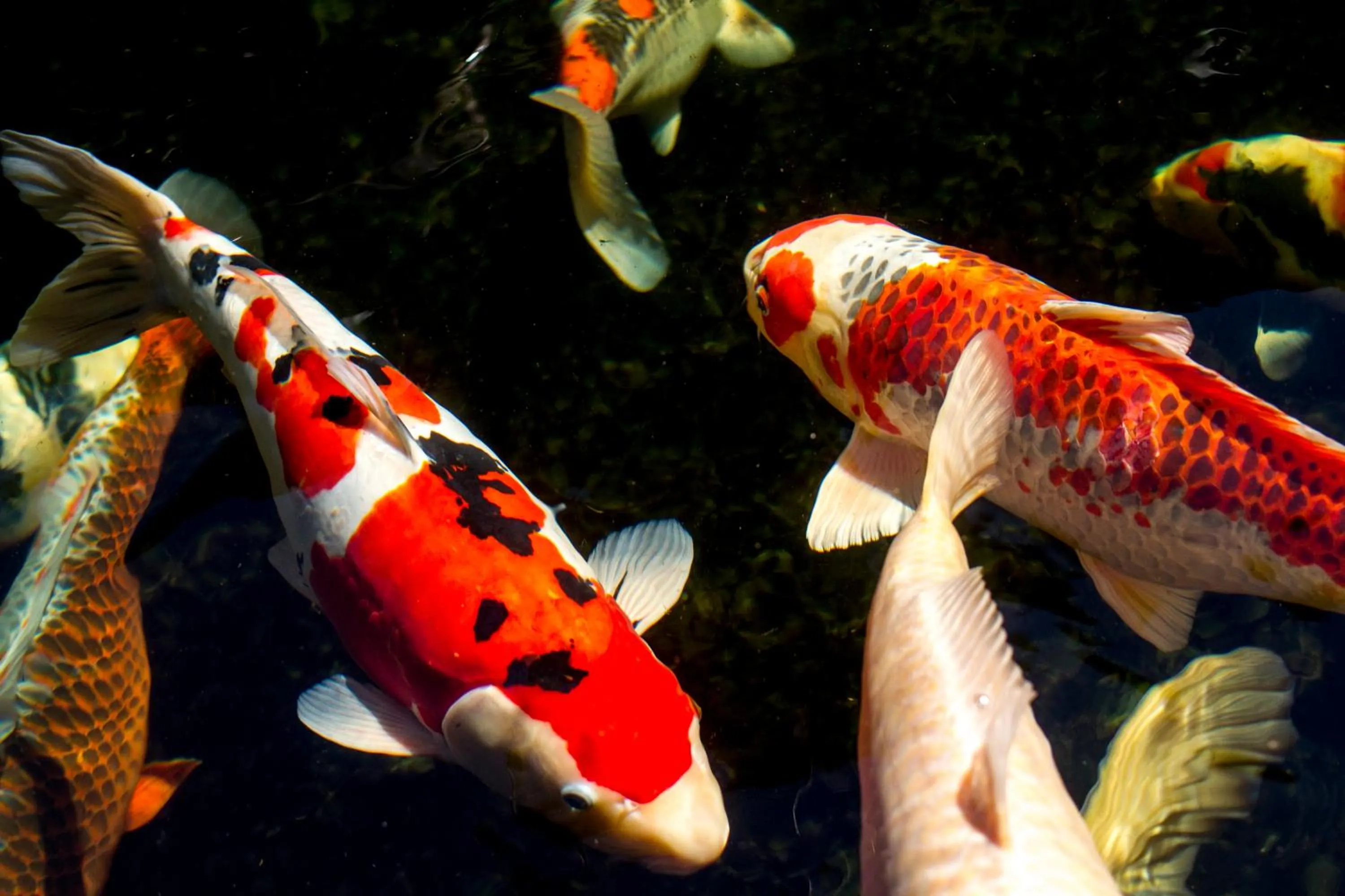 Animals in Zur Weinsteige