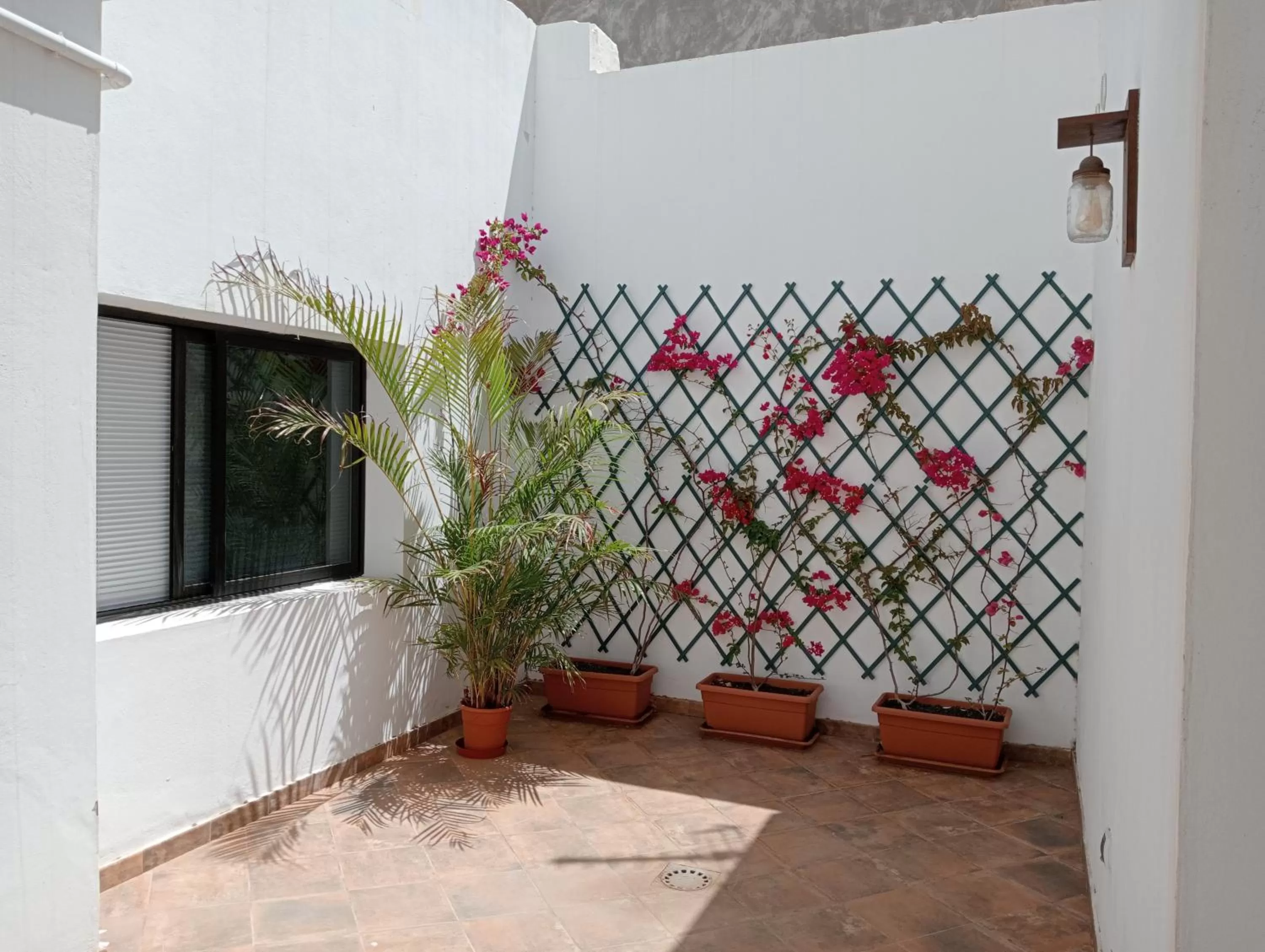 Patio in Casa Mocan