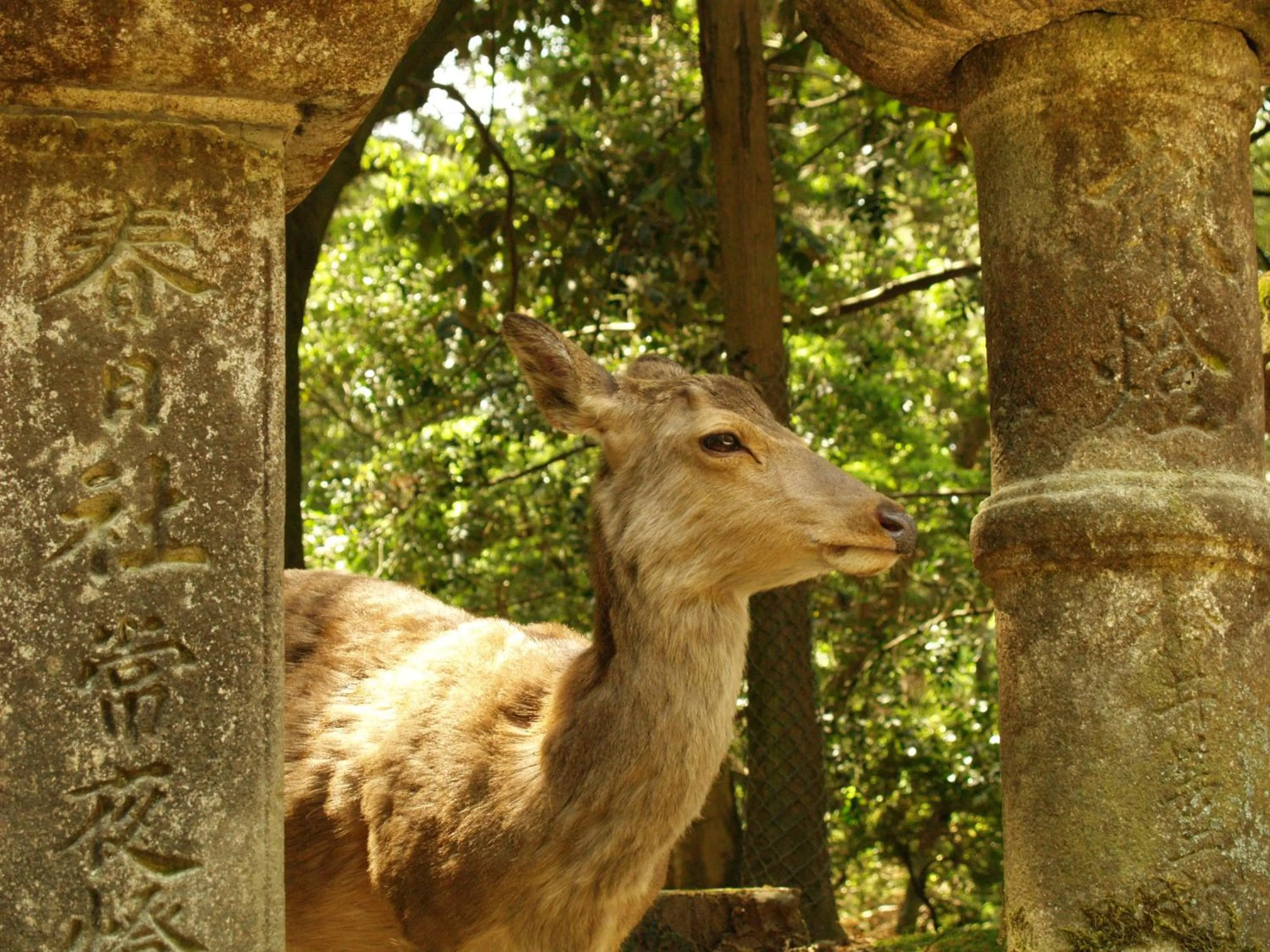 Area and facilities in Guesthouse Nara Komachi