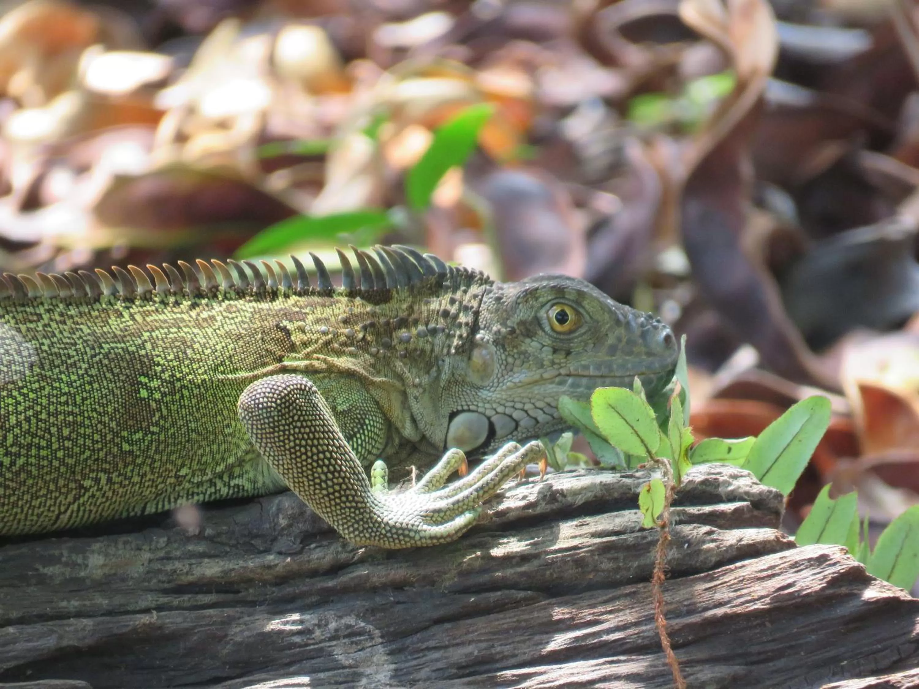 Iguanitas Lodge