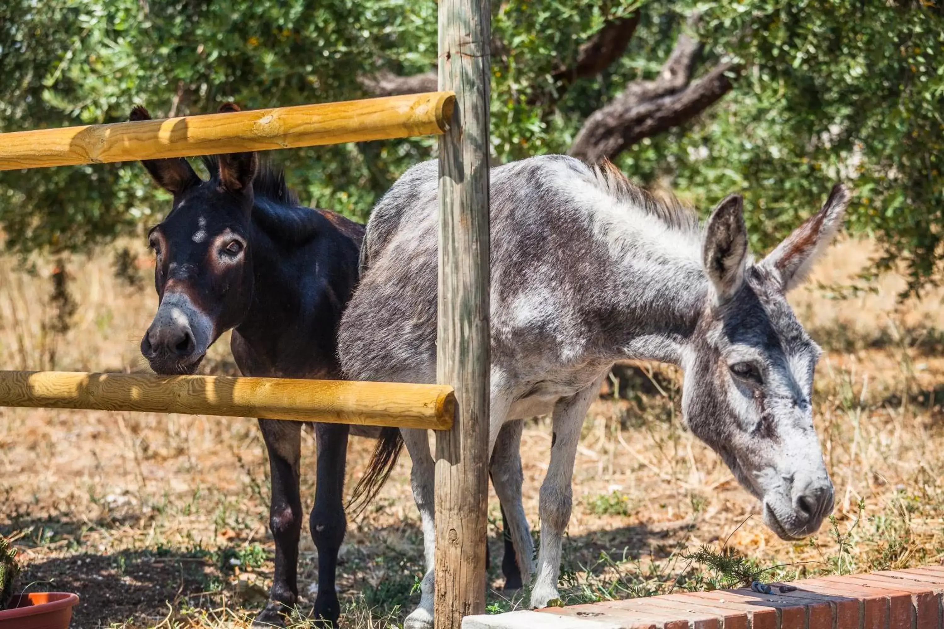 Animals, Other Animals in Il Gallo Con Gli Stivali