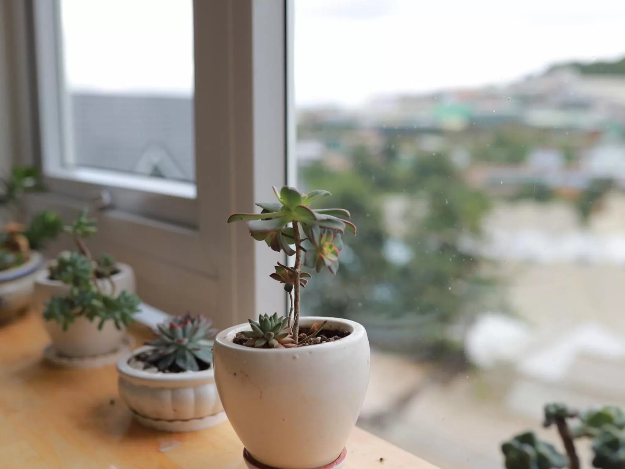 Garden view in Starview Villa Dalat