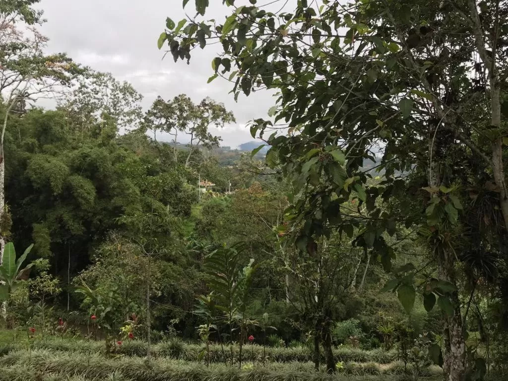 Natural landscape in Hotel Green Mountain turrialba