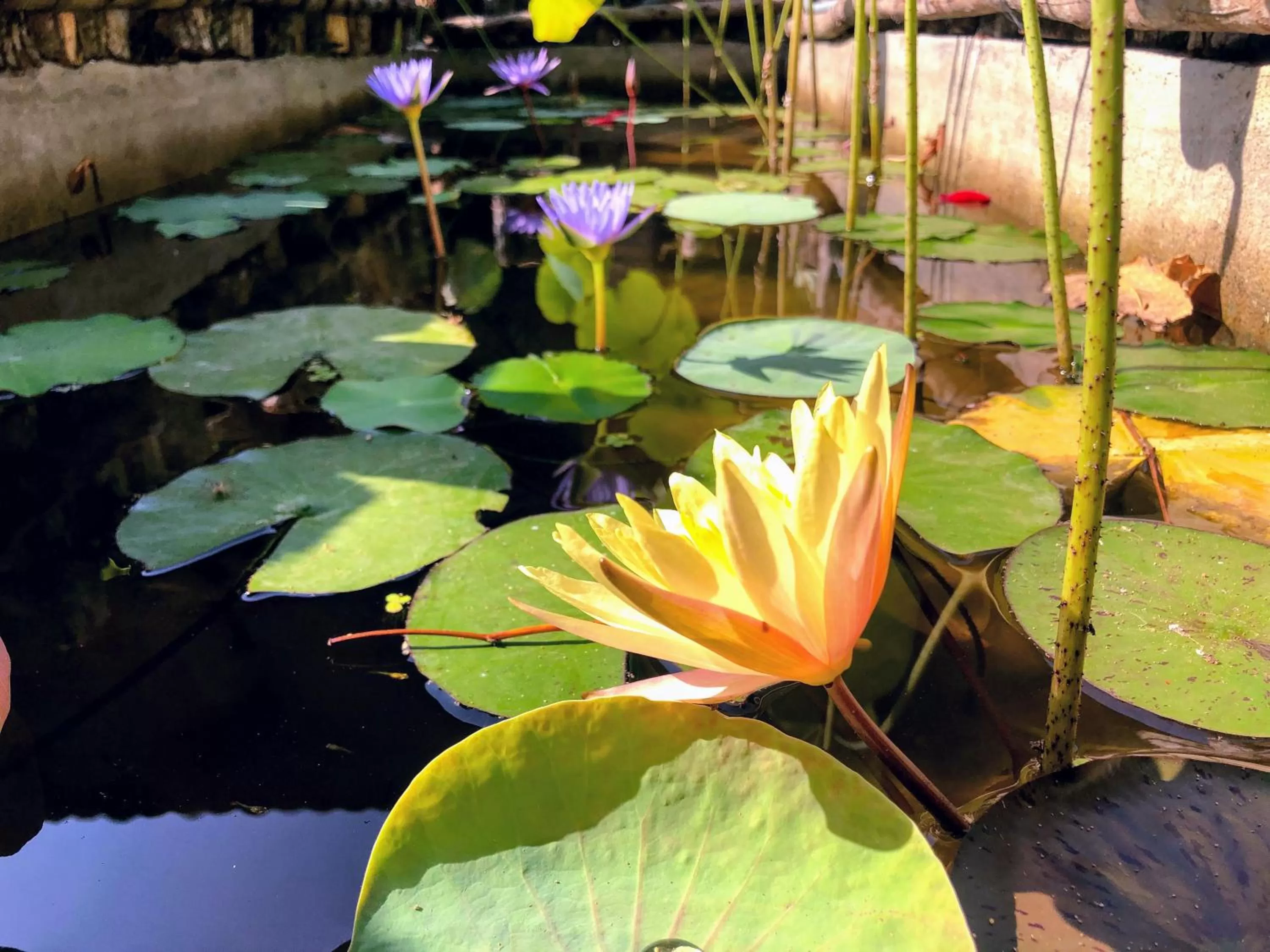 Garden in Wildland Resort