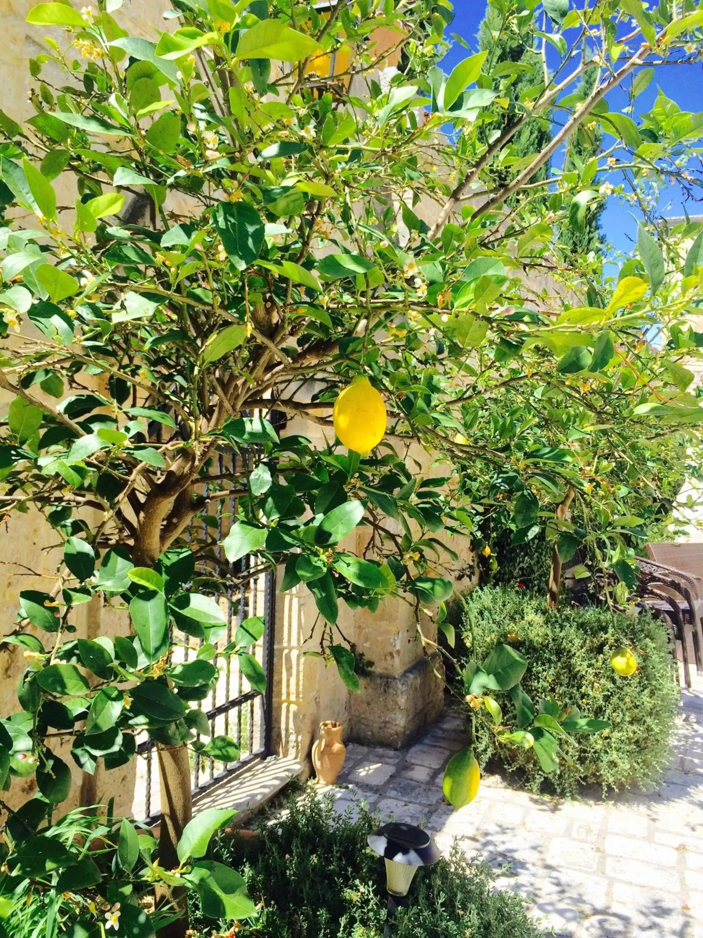 Garden in Castello Conti Filo