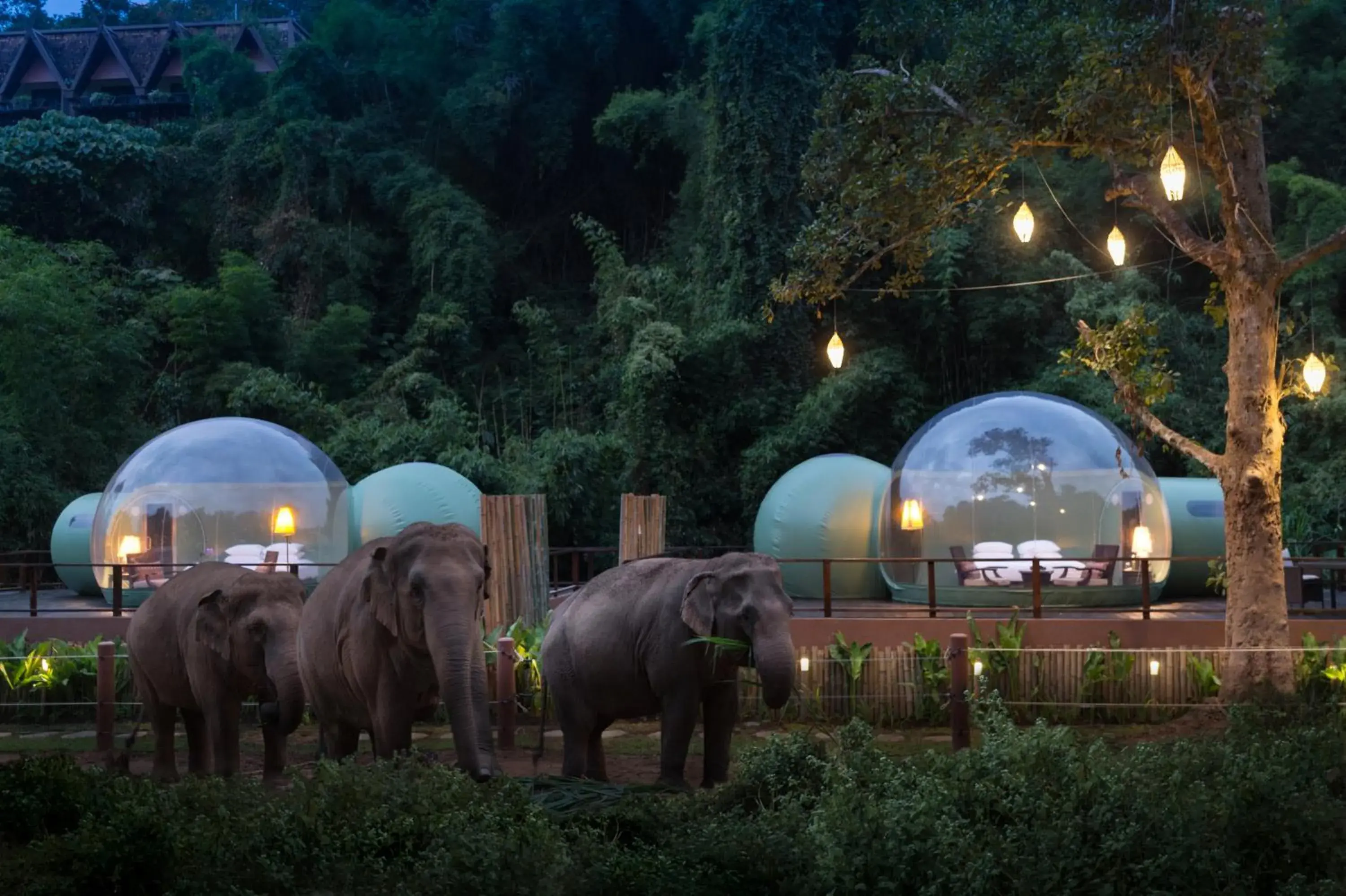 Activities, Other Animals in Anantara Golden Triangle Elephant Camp & Resort