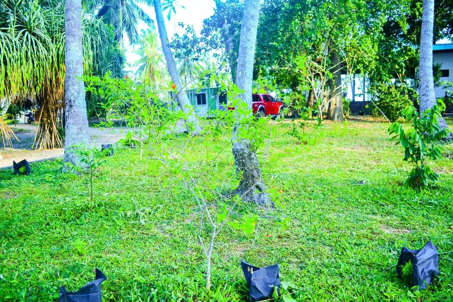 Garden in Helios Beach Resort