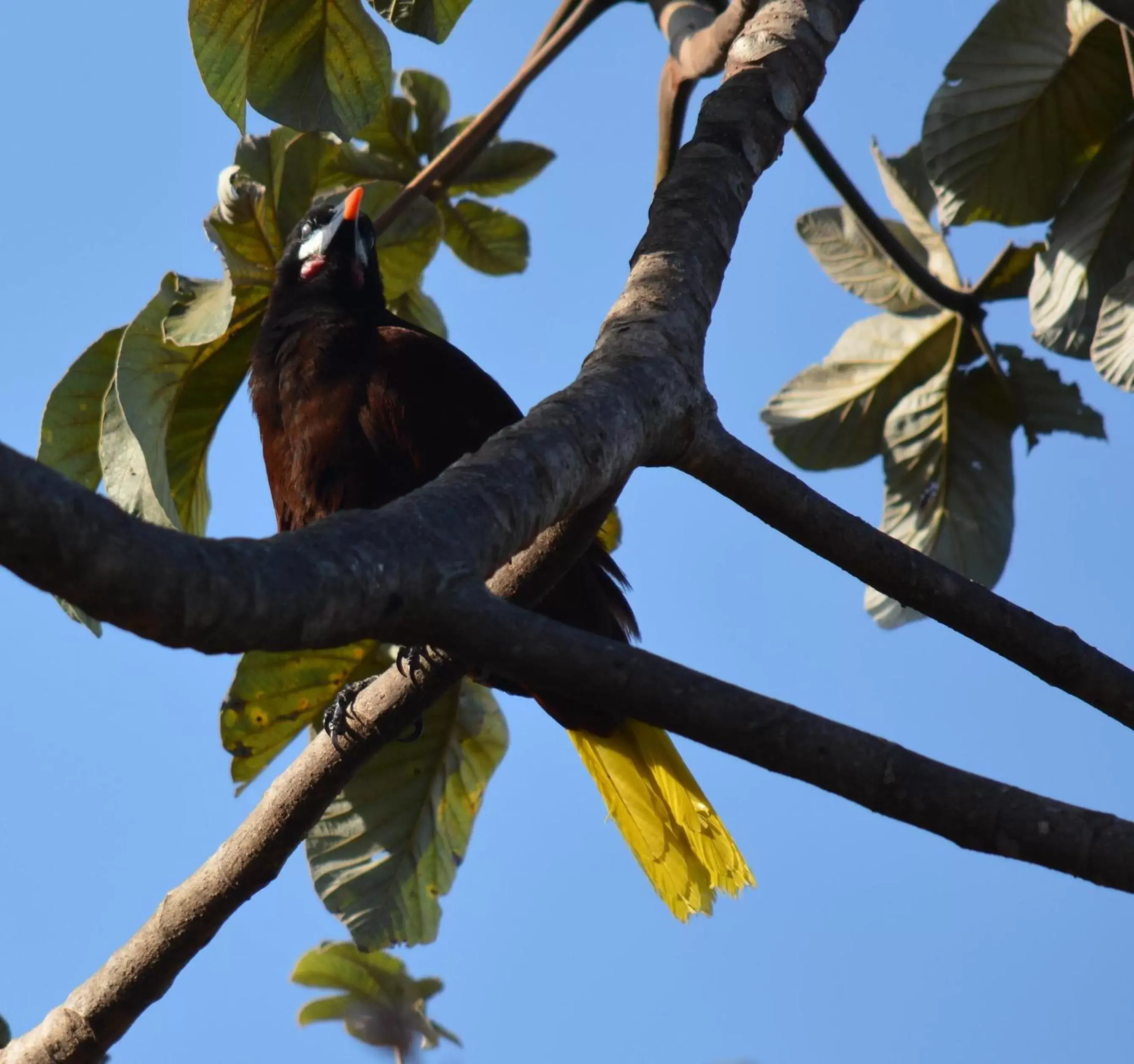 Activities, Other Animals in Hotel Colinas del Sol