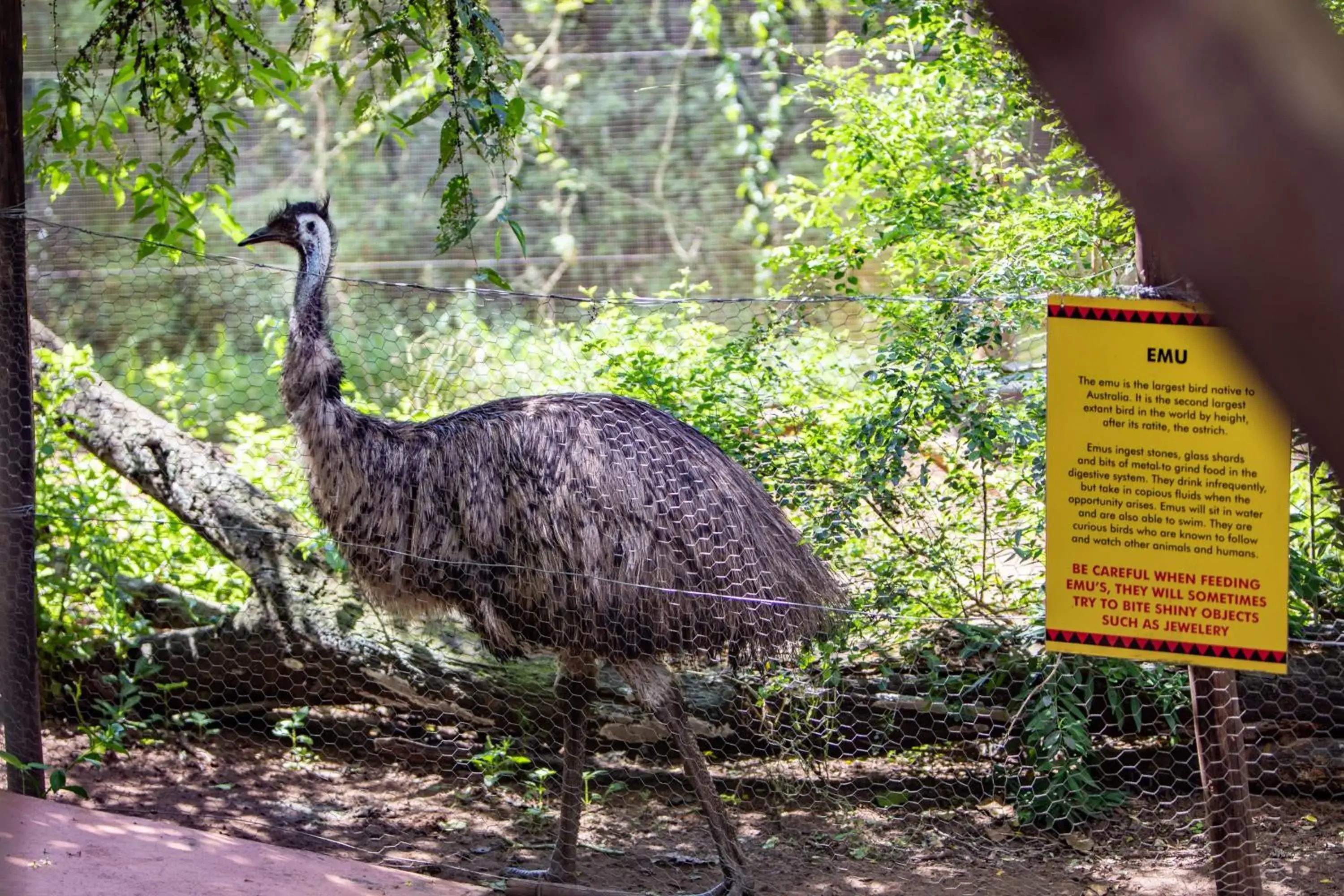 Animals, Other Animals in Gooderson DumaZulu Lodge