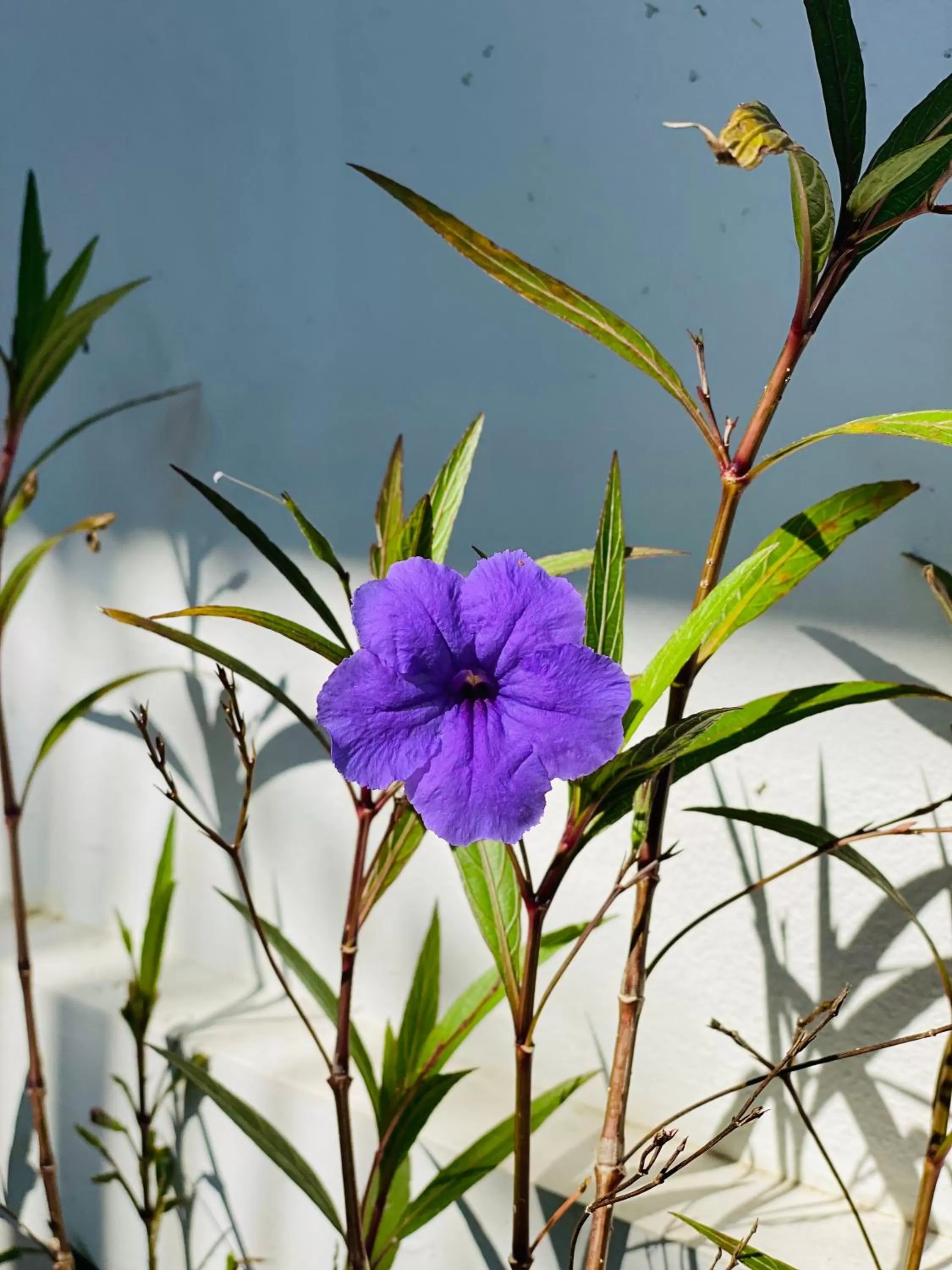 Property building in Lanna Deer Resort Chiang Mai