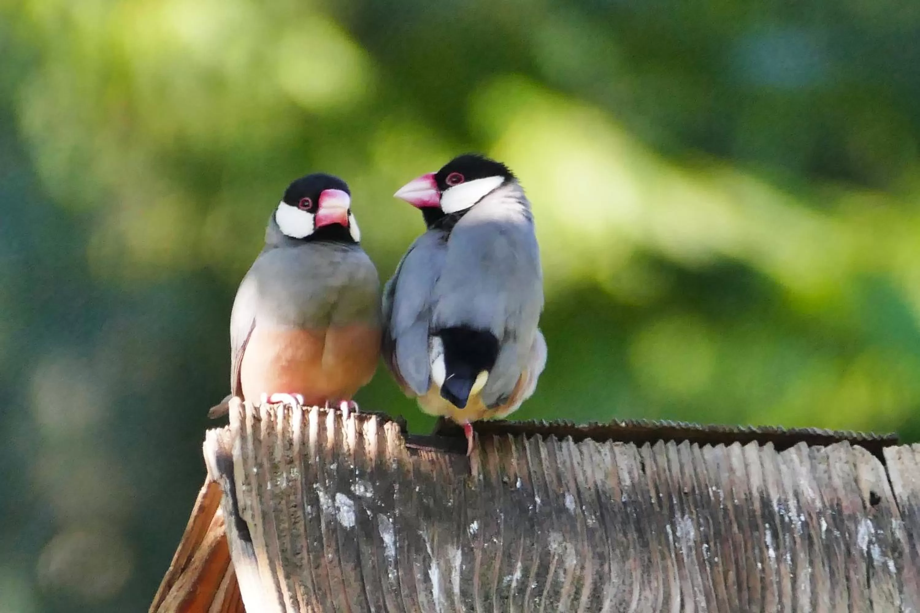 Animals in Hale Maluhia Country Inn