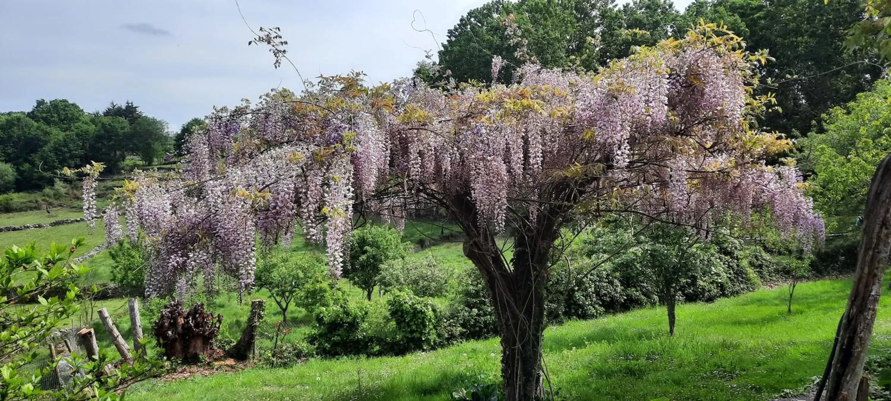 Garden in Rectoral de Anllo