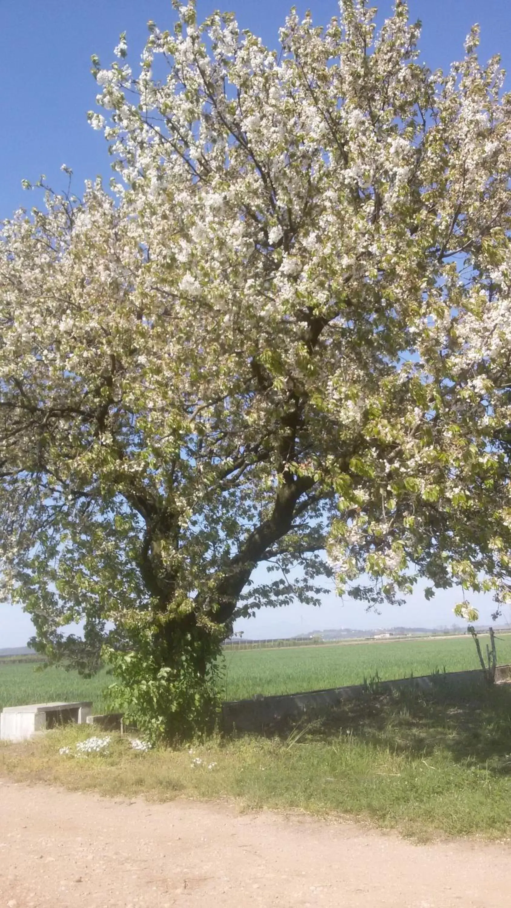 Spring in B&B Peschi in Fiore