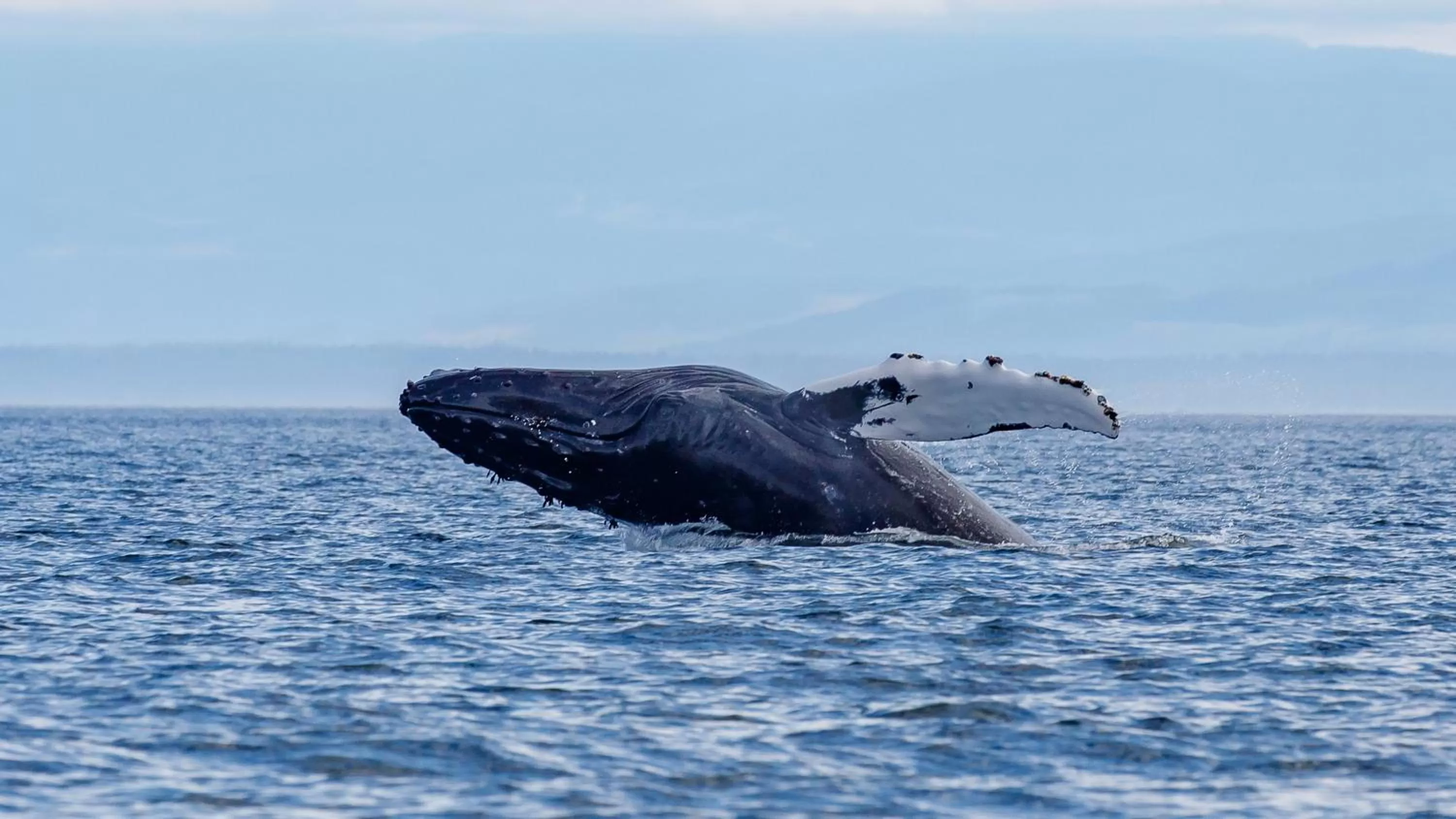Animals in Money Pennies Bed and Breakfast
