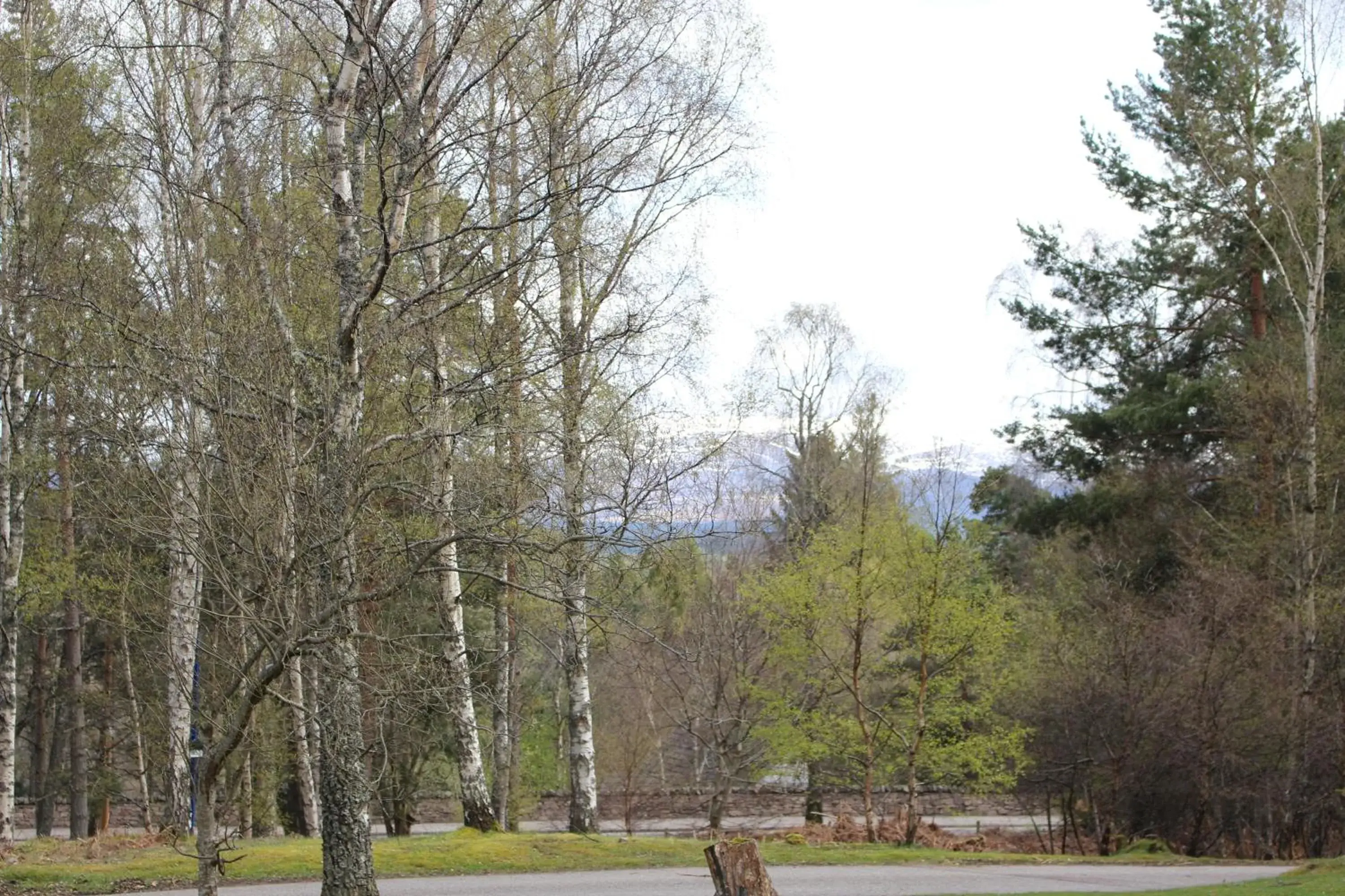 Garden view in Aviemore Youth Hostel