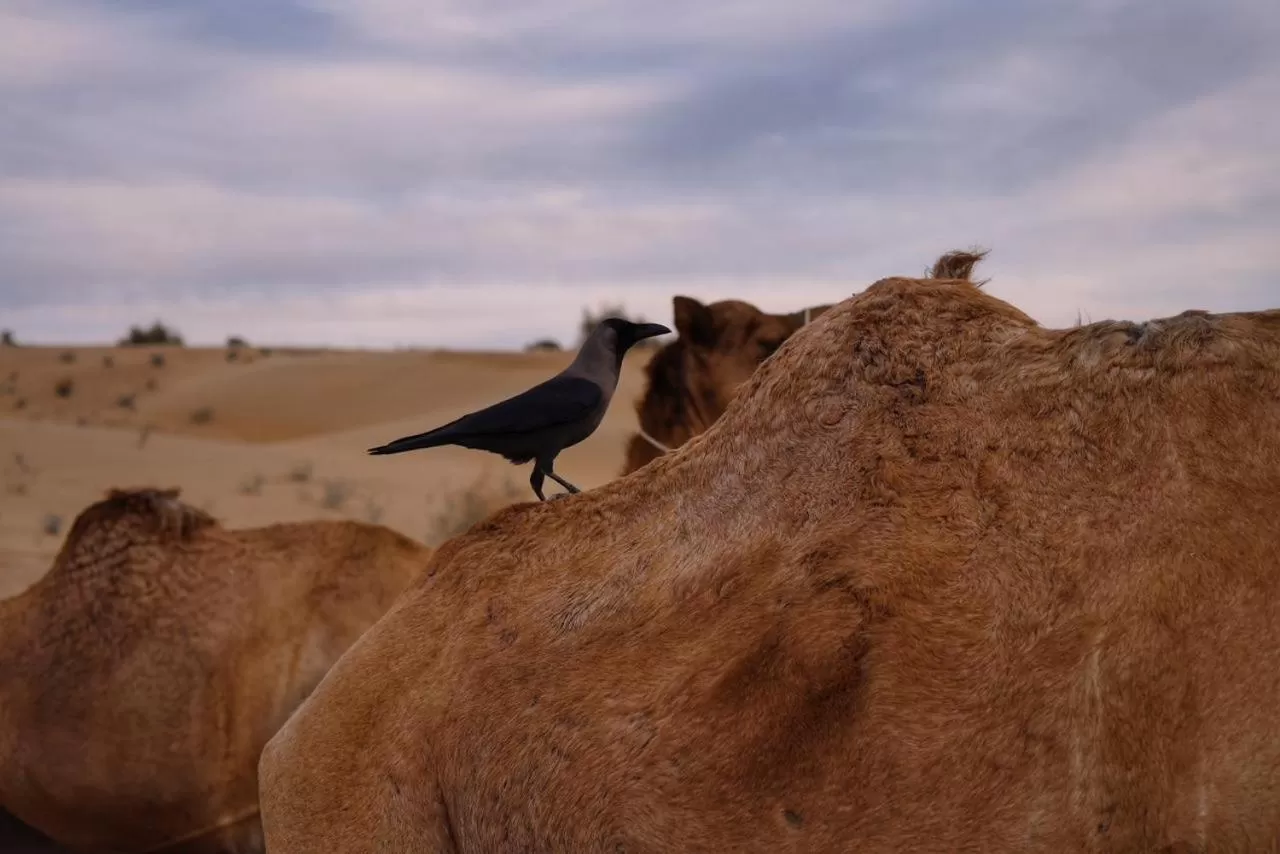 Other Animals in Hotel Murad Haveli