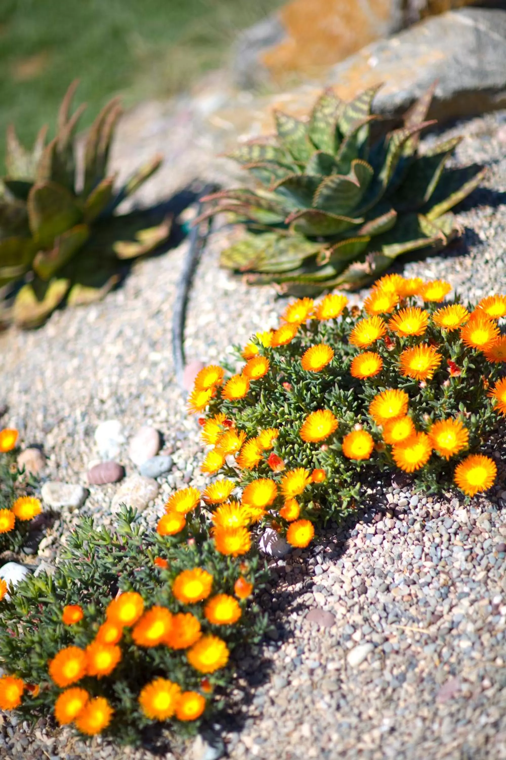 Garden in Cambria Shores Inn