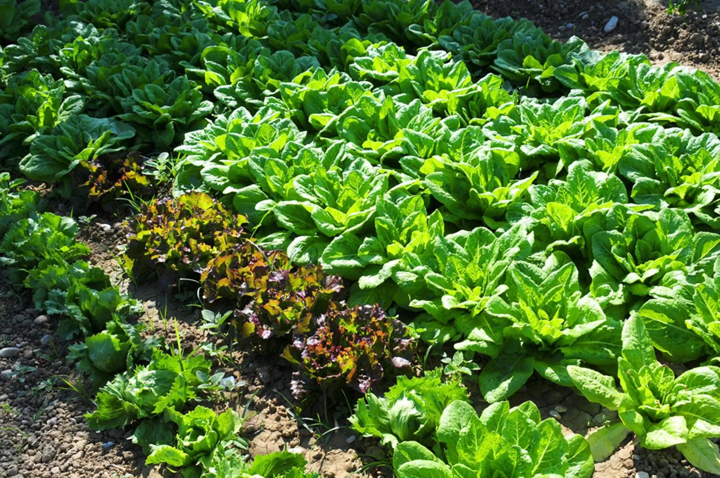 Other in Agriturismo Frontemare