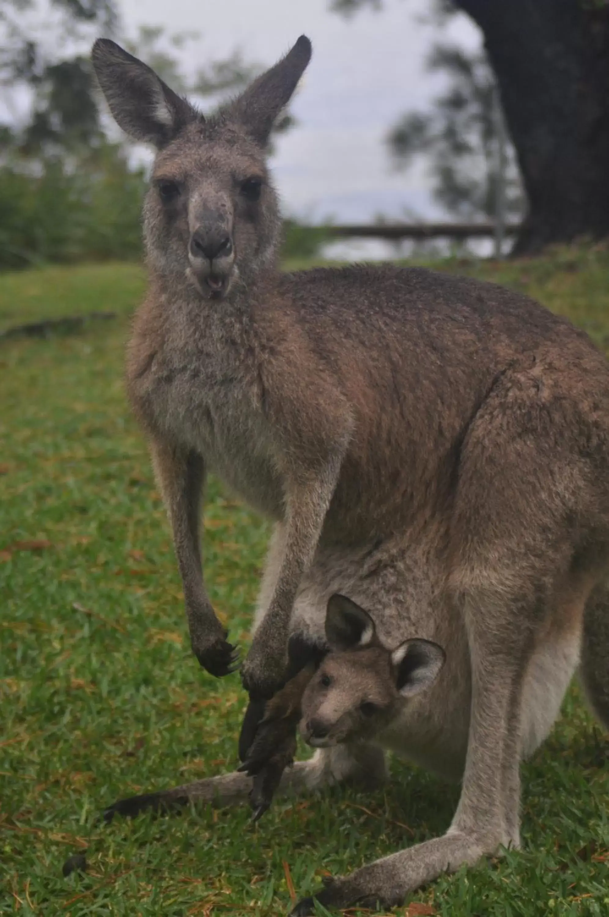 Animals, Other Animals in By the Beach B&B Self Contained Apartments