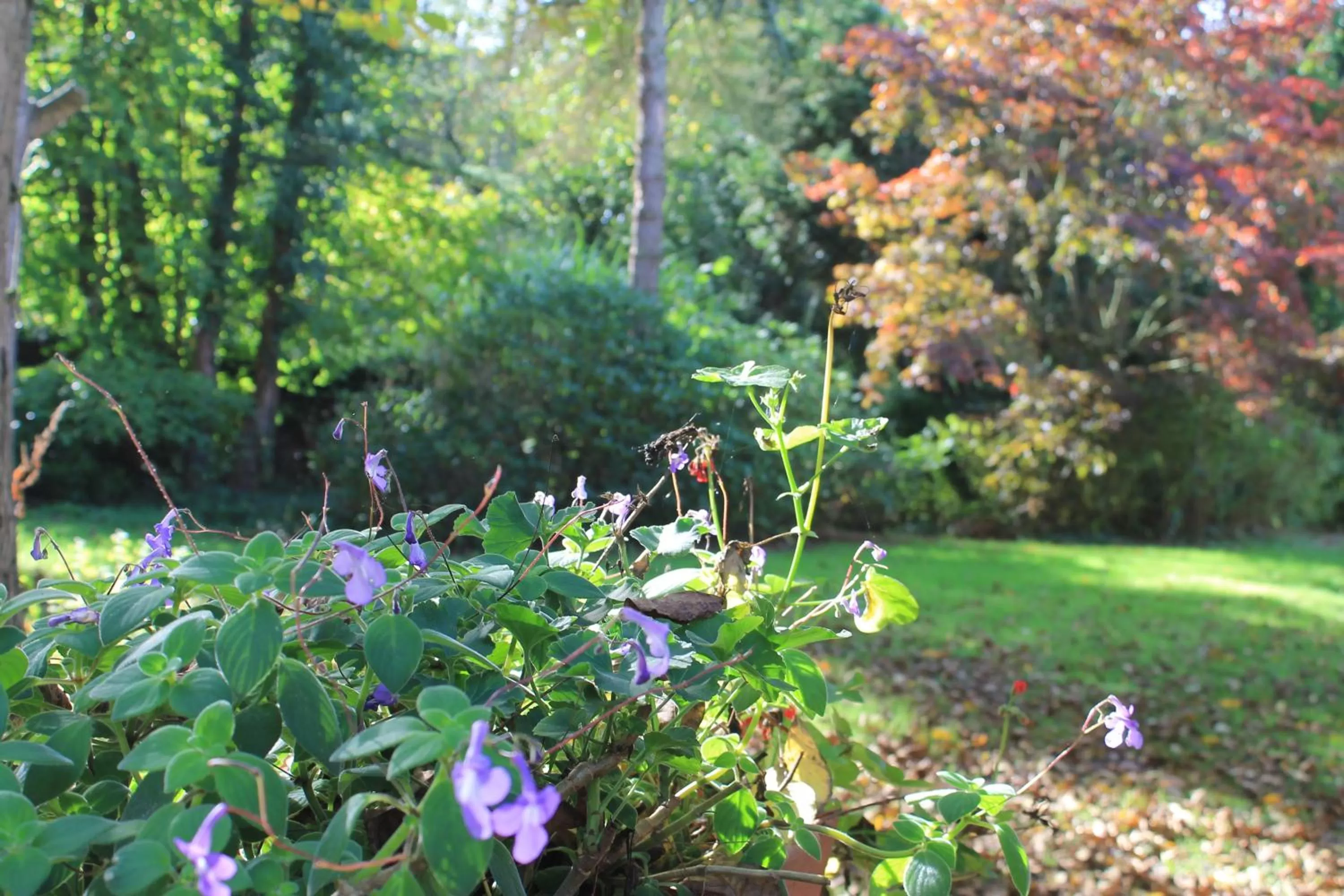 Garden in Beau Reg'Art