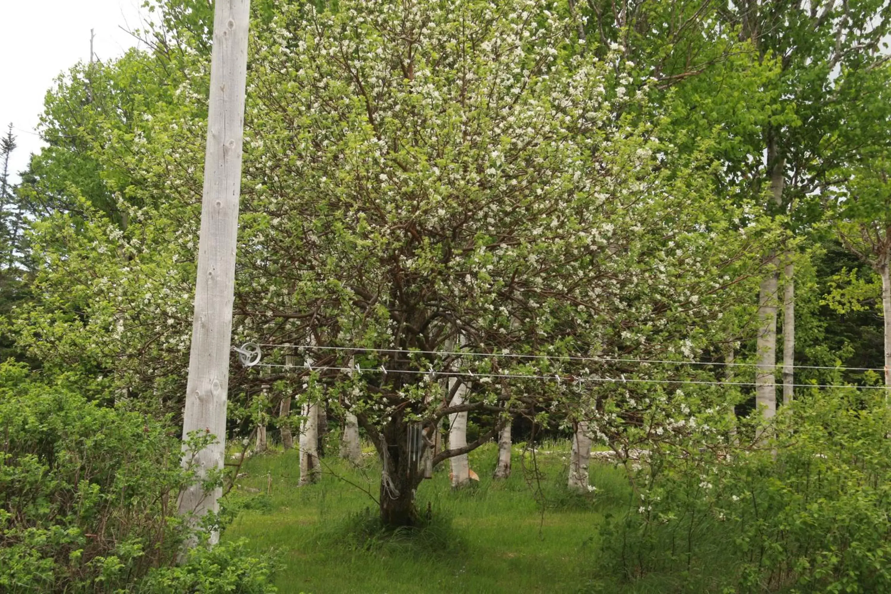 Garden in Rocky Brook Acres