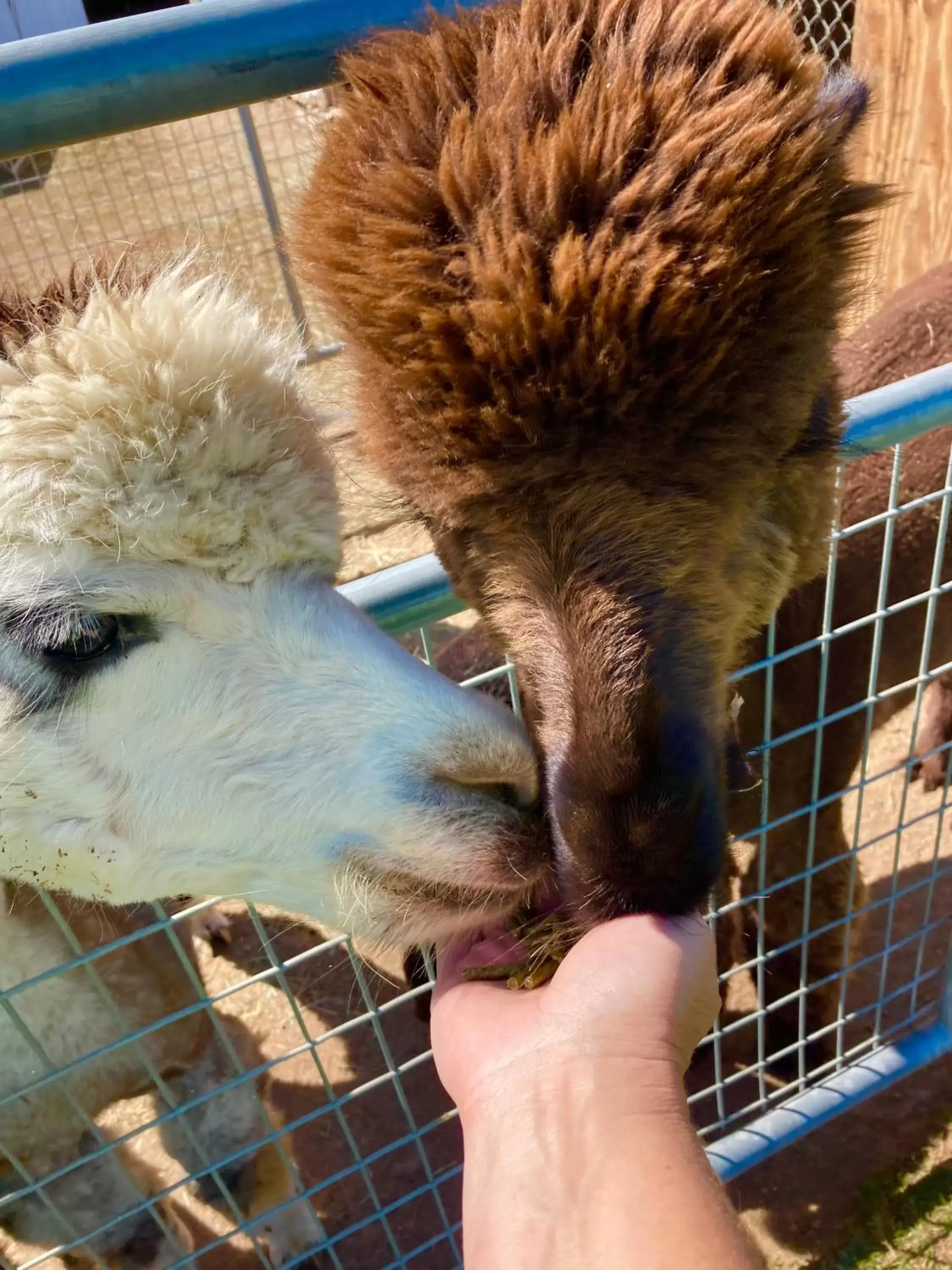 Activities, Other Animals in Smith Rock Resort