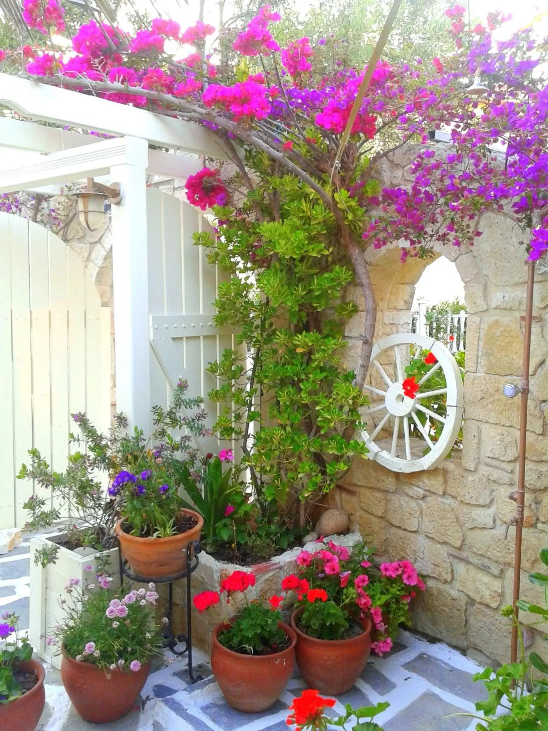 Garden in Hotel Aeollos