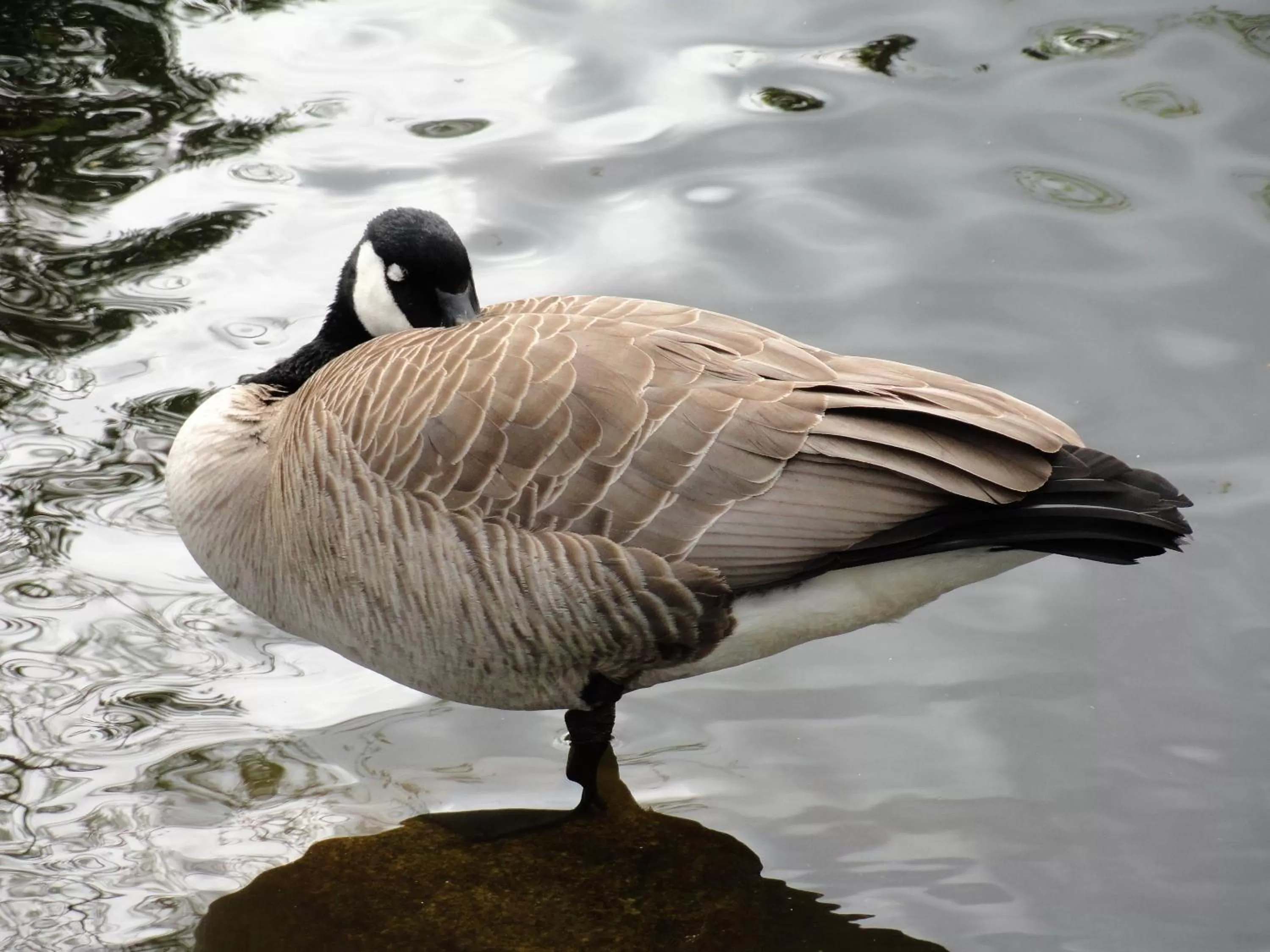 Animals in English Bay Hotel