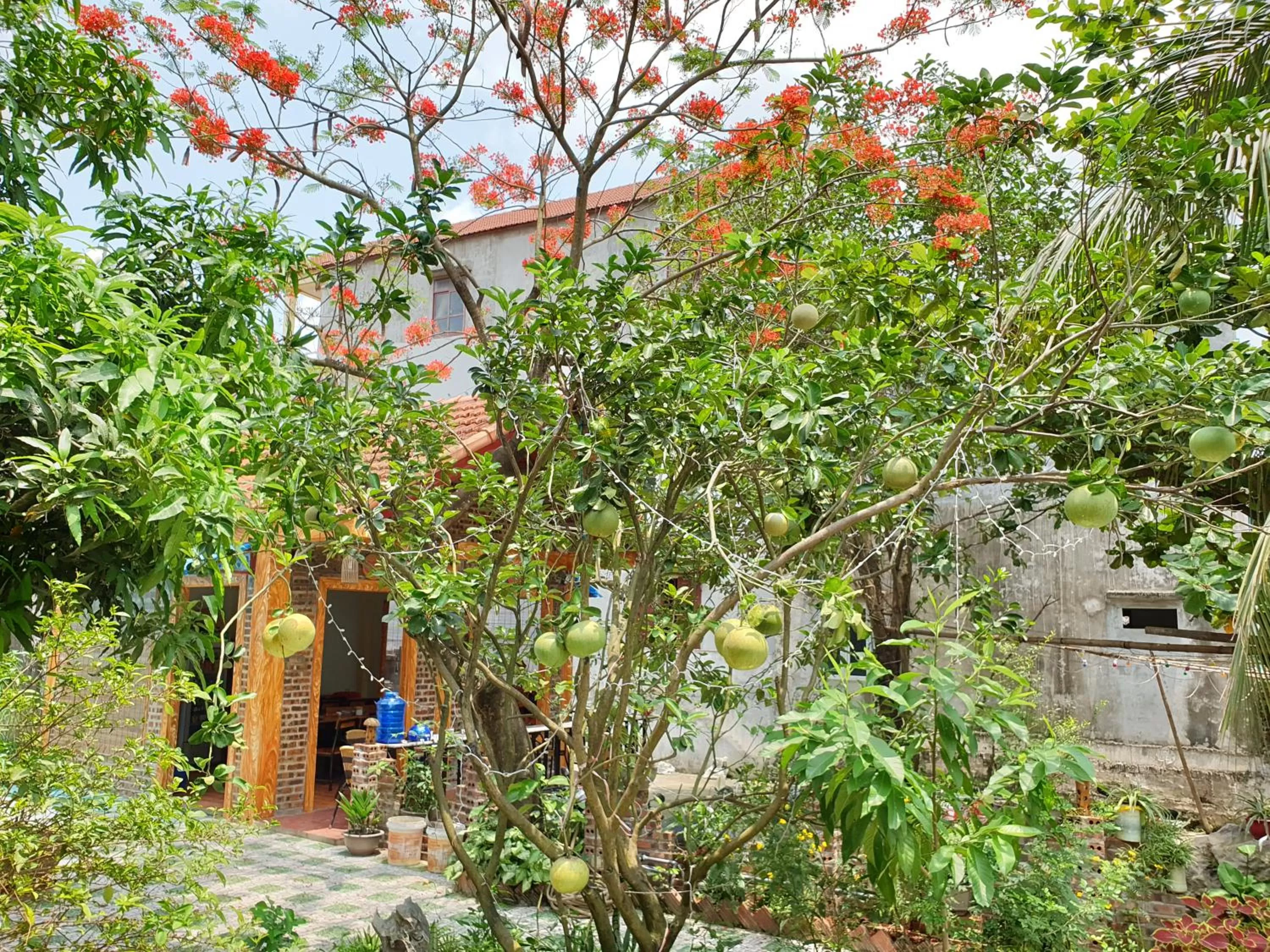 Spring in Tam Coc Vinh Thinh Homestay