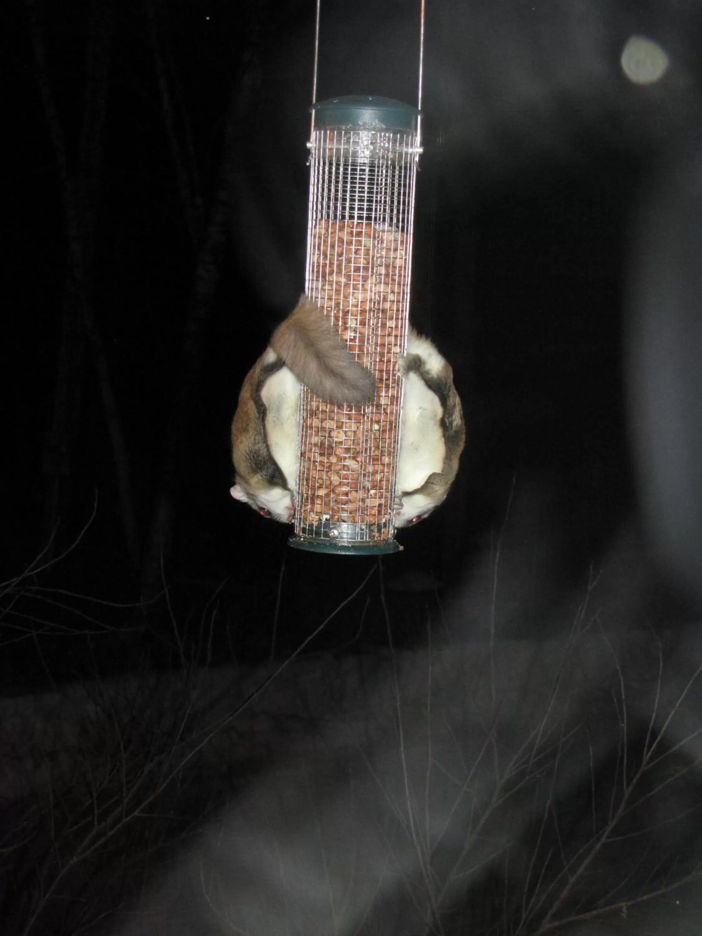 Night in Shambhala Bed and Breakfast