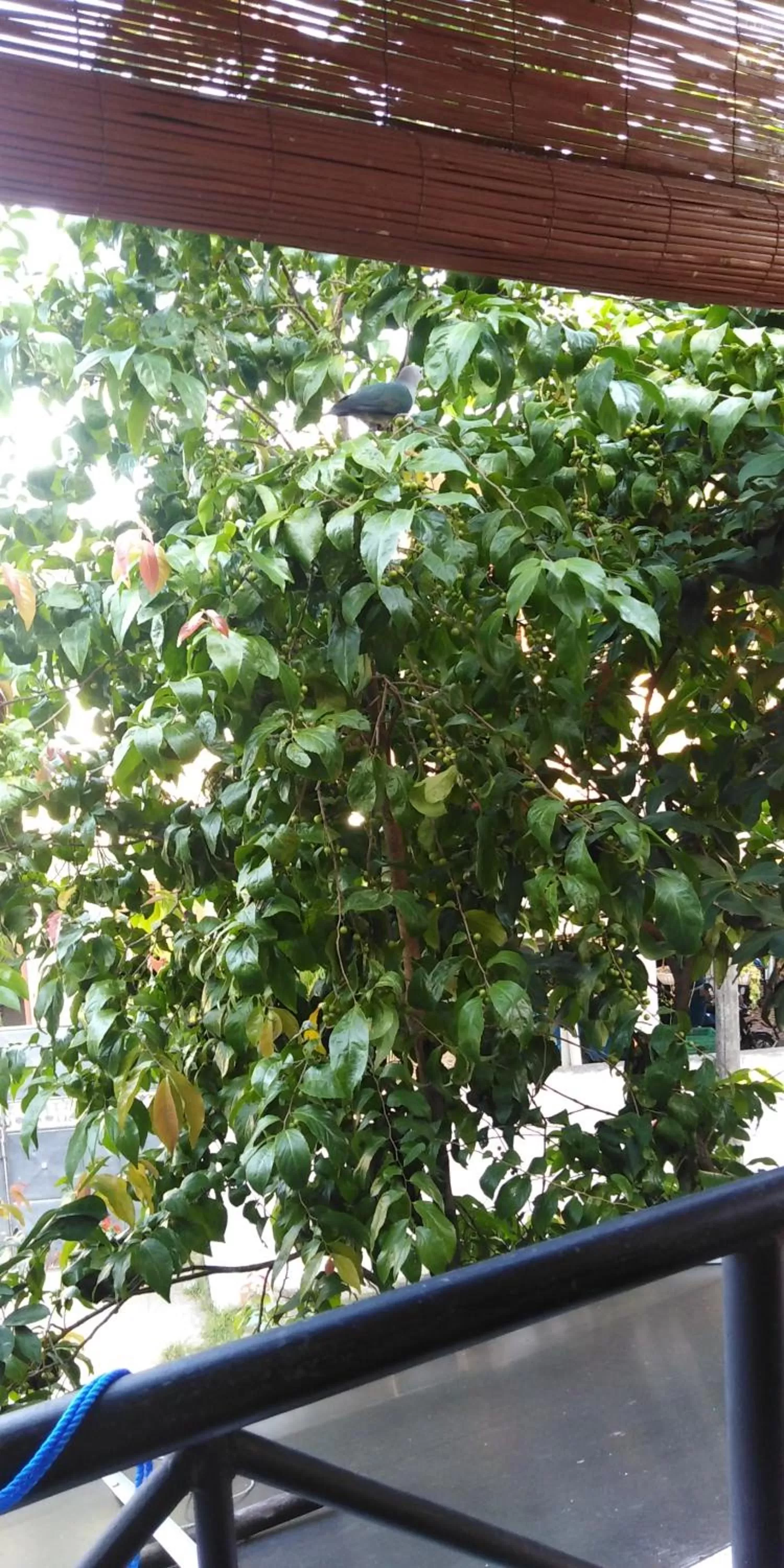 Triple Room with Balcony - single occupancy in Pearl Deluna Resort Mirissa