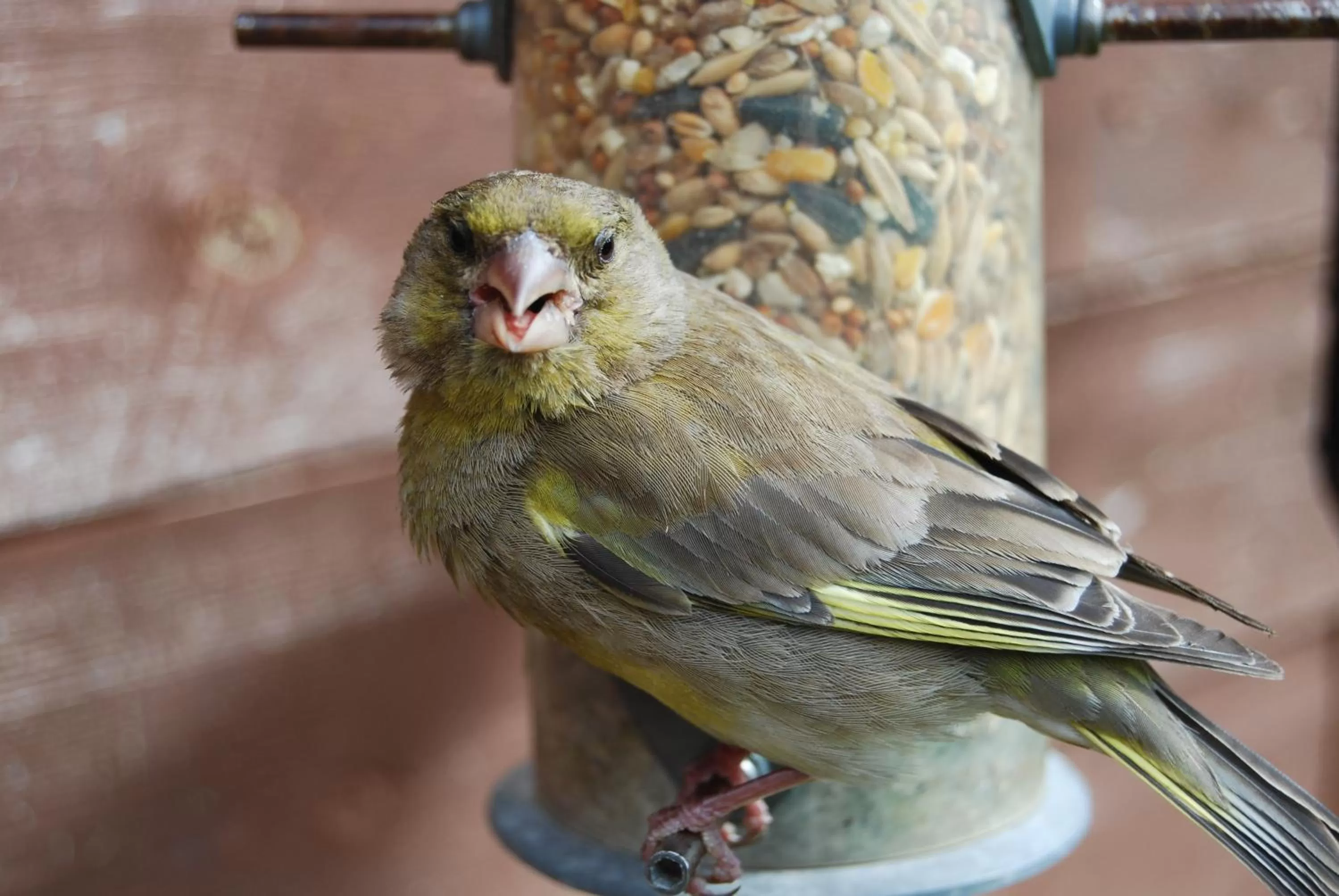 Day, Other Animals in Mike & Carolyn Ball B&B