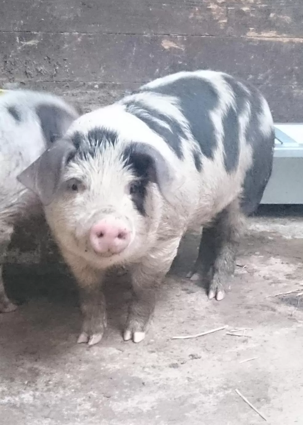 Animals in Claw House