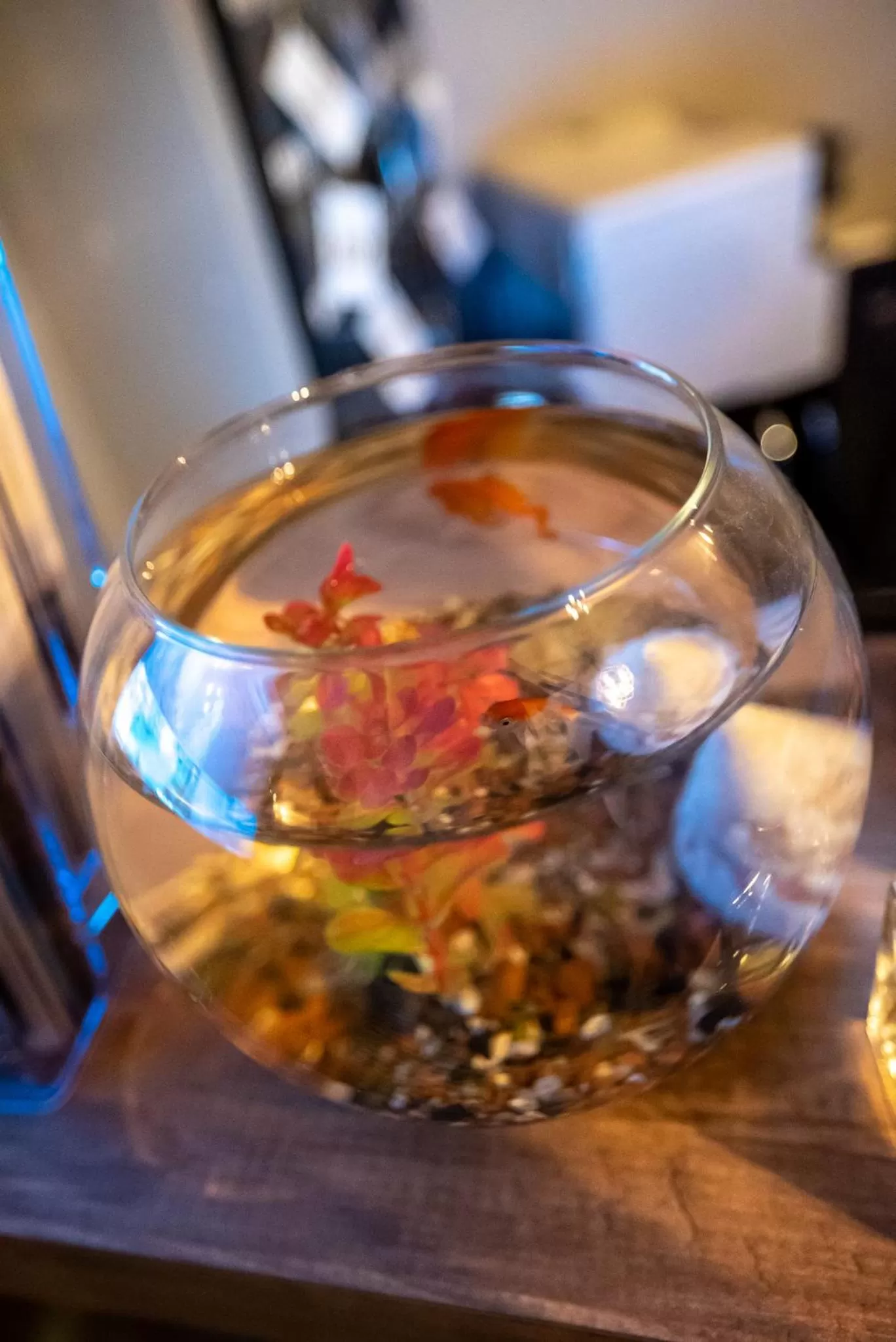 Pets in New Taksim Hotel