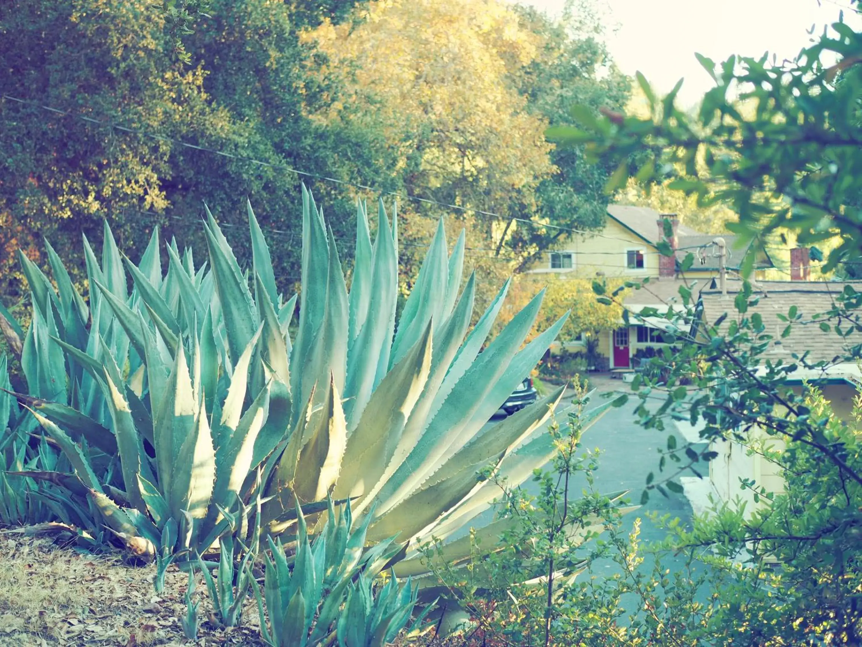 Property building, Garden in Mine and Farm, The Inn at Guerneville, CA