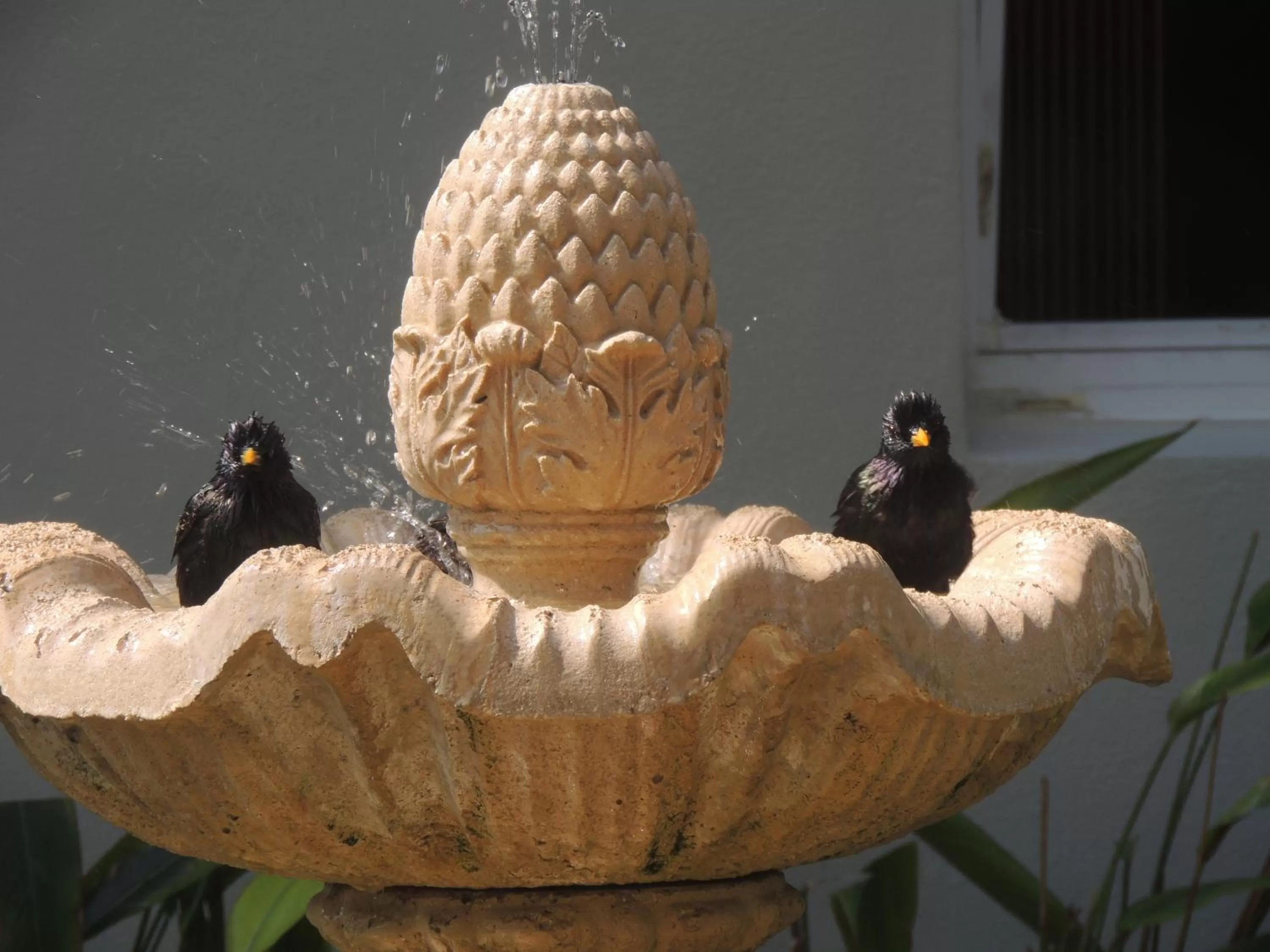 Animals, Other Animals in Aqua Mar Condos