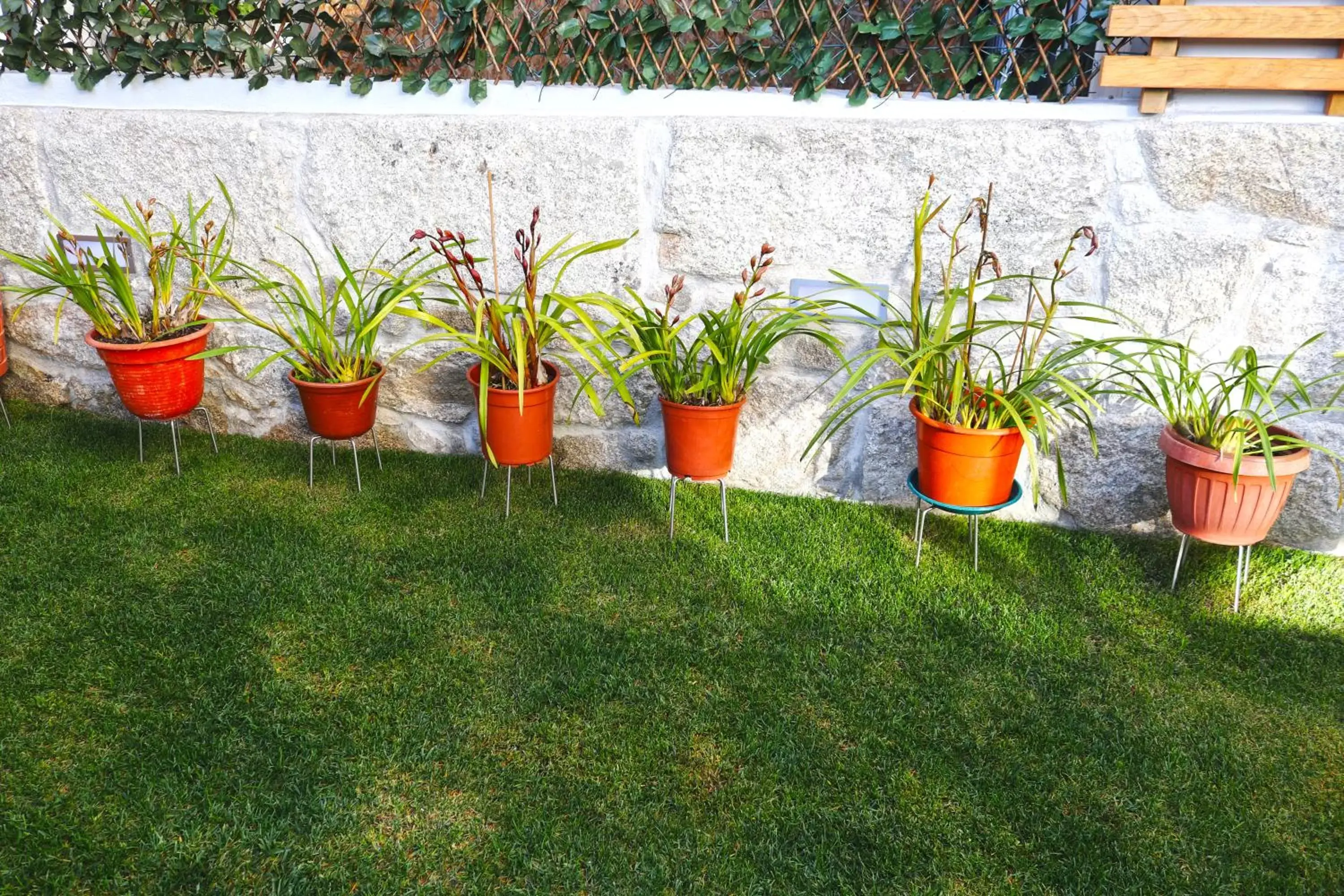 Garden in Lusitana Hotel