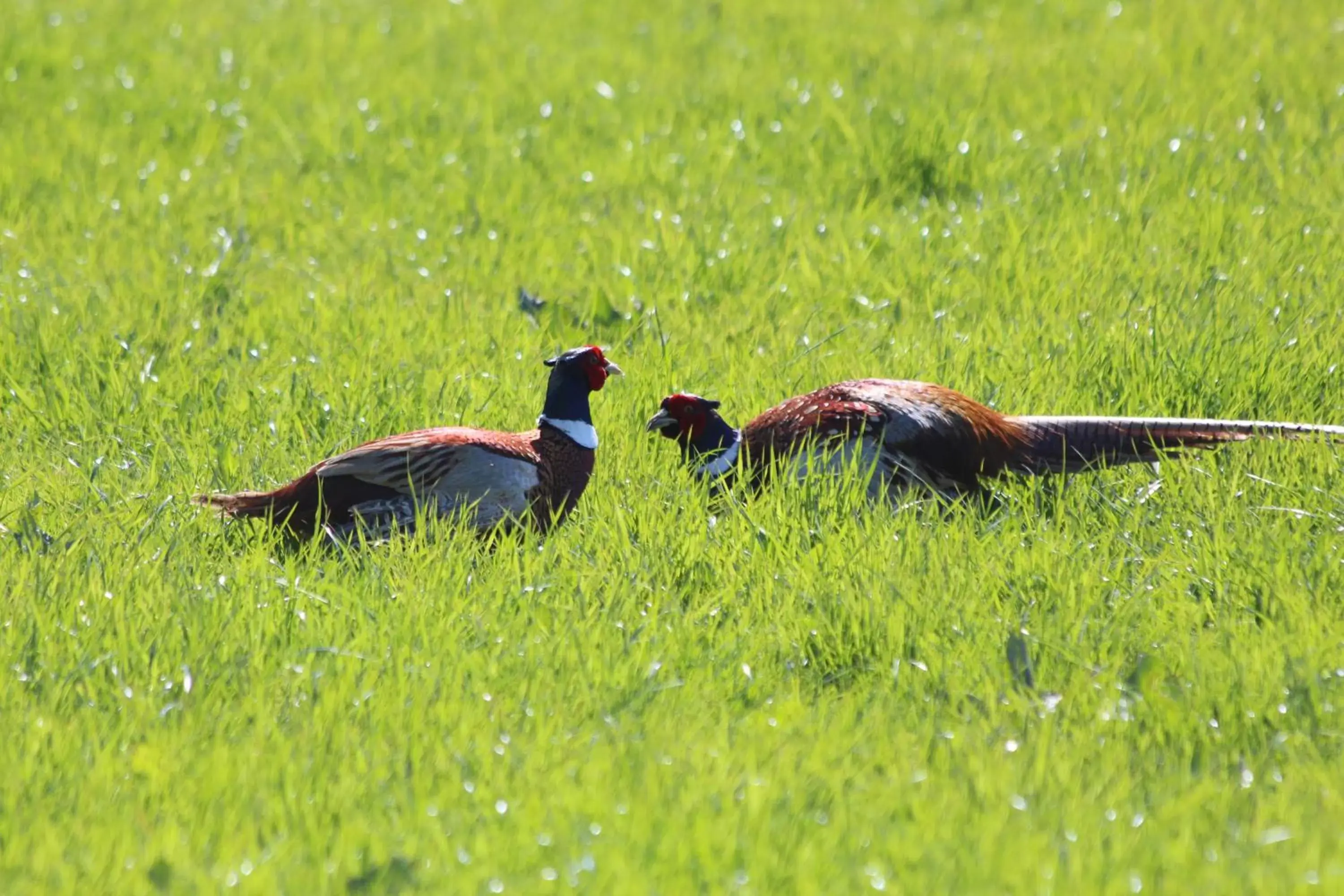 Animals, Other Animals in Green Bank Farmhouse