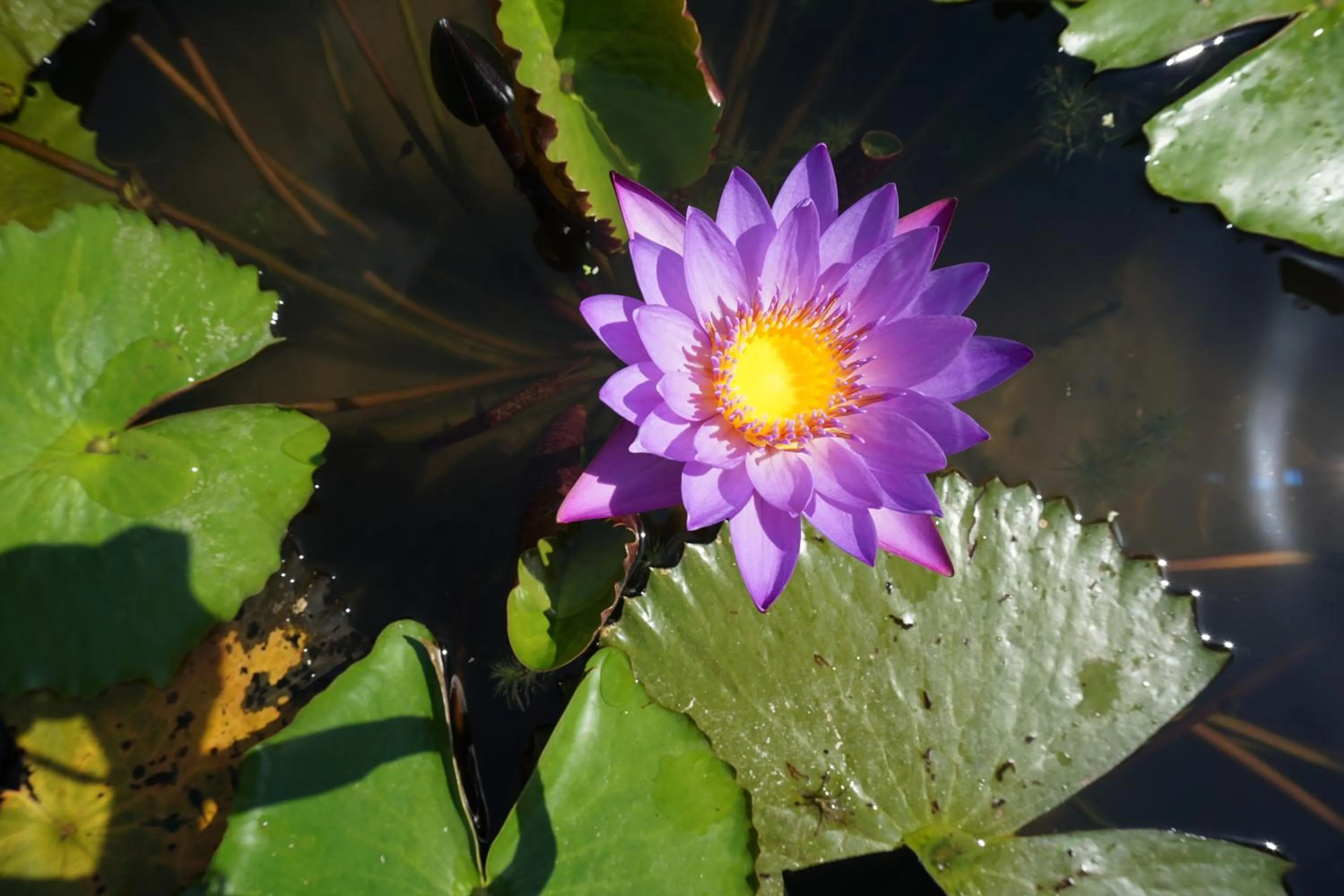 Garden in BeingSattvaa Luxury Ubud