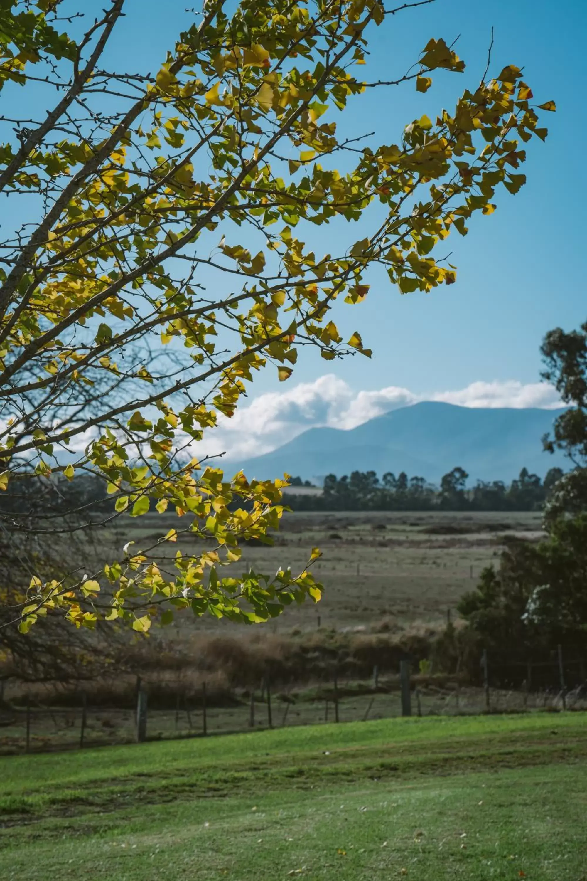 Natural landscape in Chateau Yering Hotel