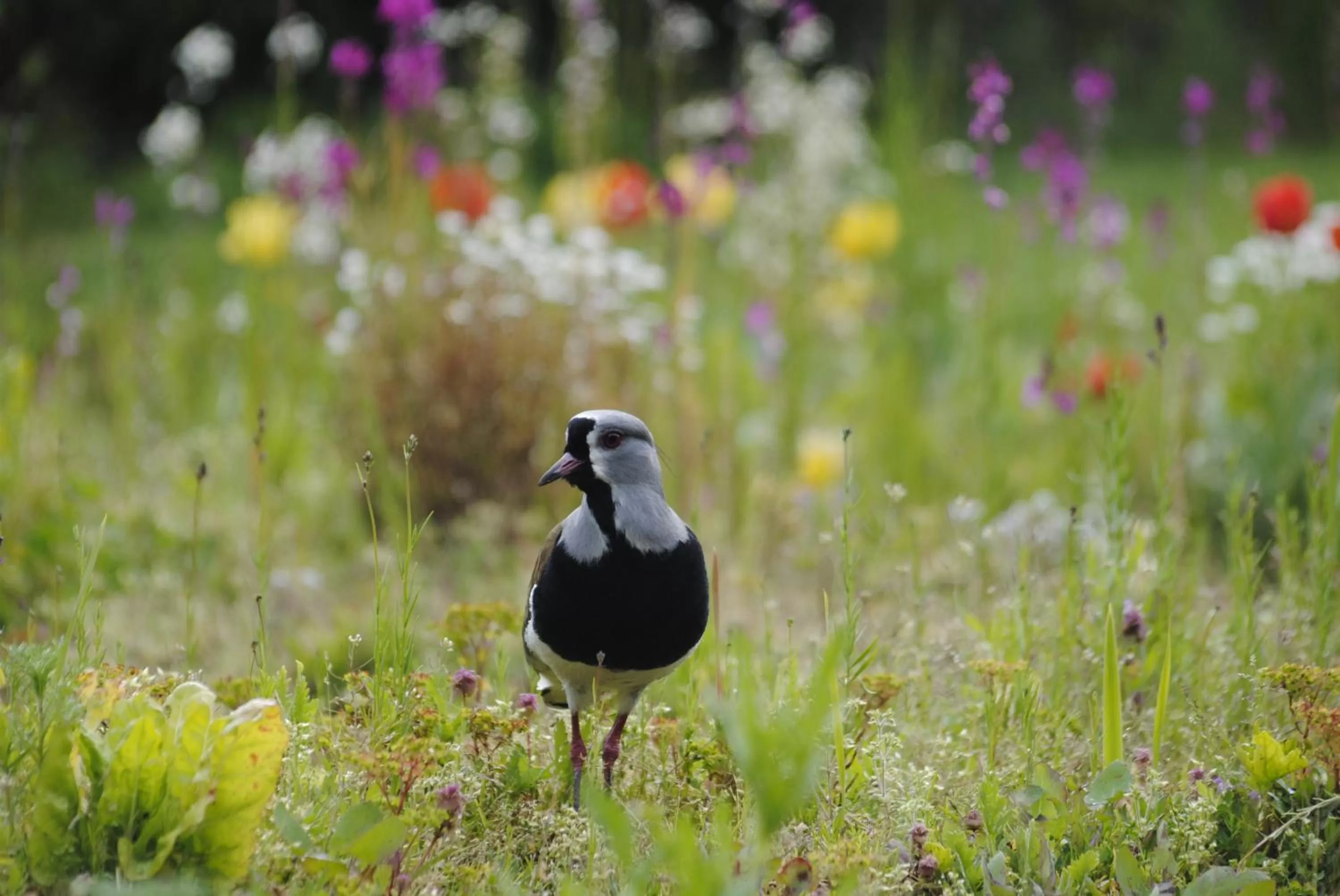 Garden, Other Animals in Hotel Boutique Casa Werner